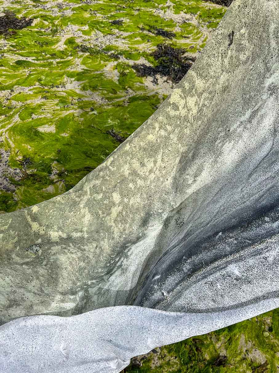 A sand print sample blowing in the wind, against a background of bright green seaweed