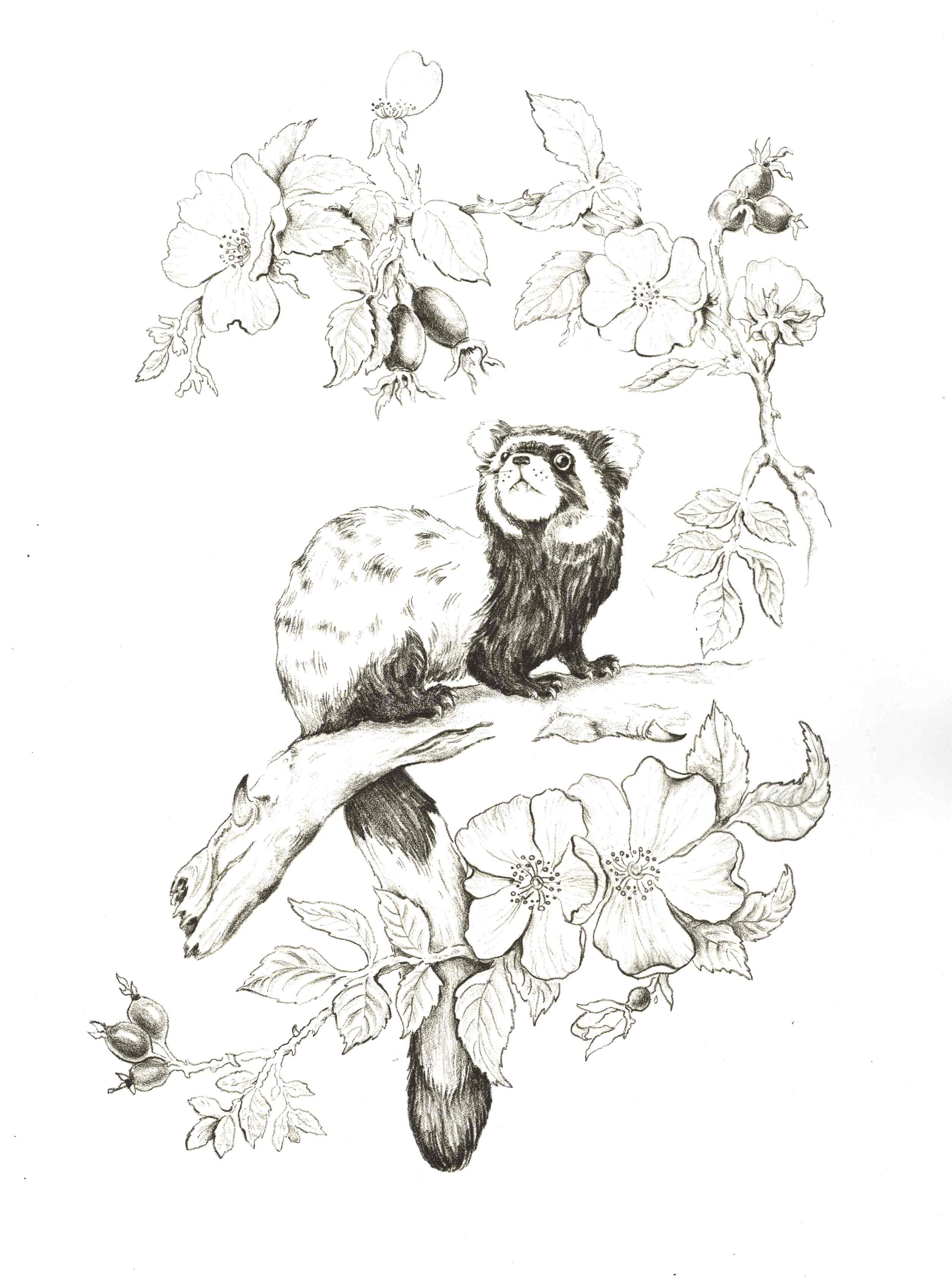 A marbled polecat sits alert on a tree branch, surrounded by blooming wild rose flowers and rose hips, illustrated in a delicate black and white lithography.