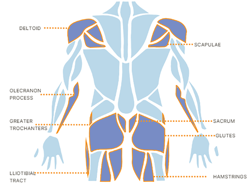 Anatomical Model Diagram 