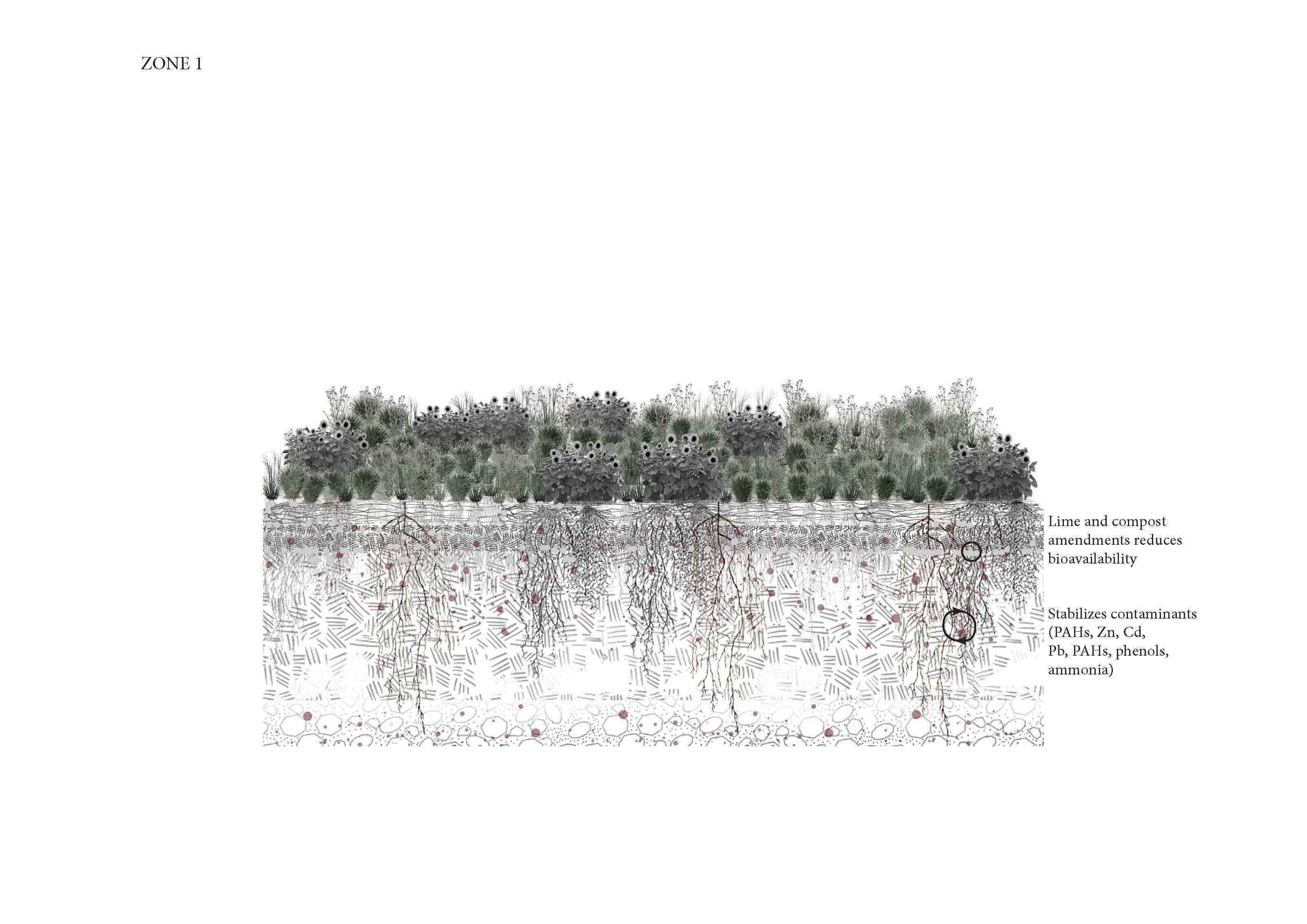 Phytoremediation zone 1 scheme
