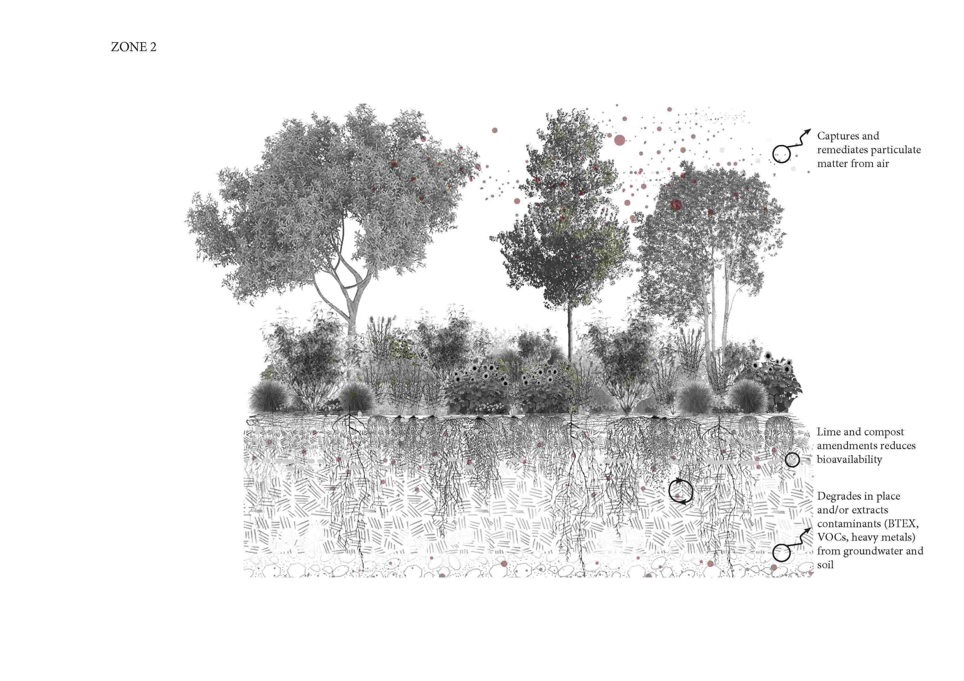 Phytoremediation zone 2 scheme