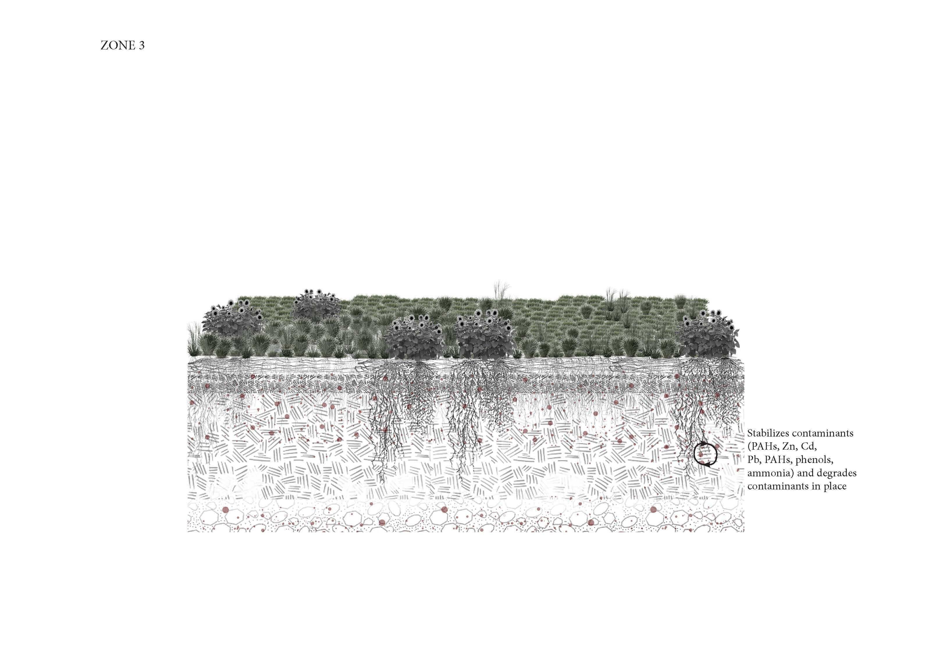 Phytoremediation zone 3 scheme