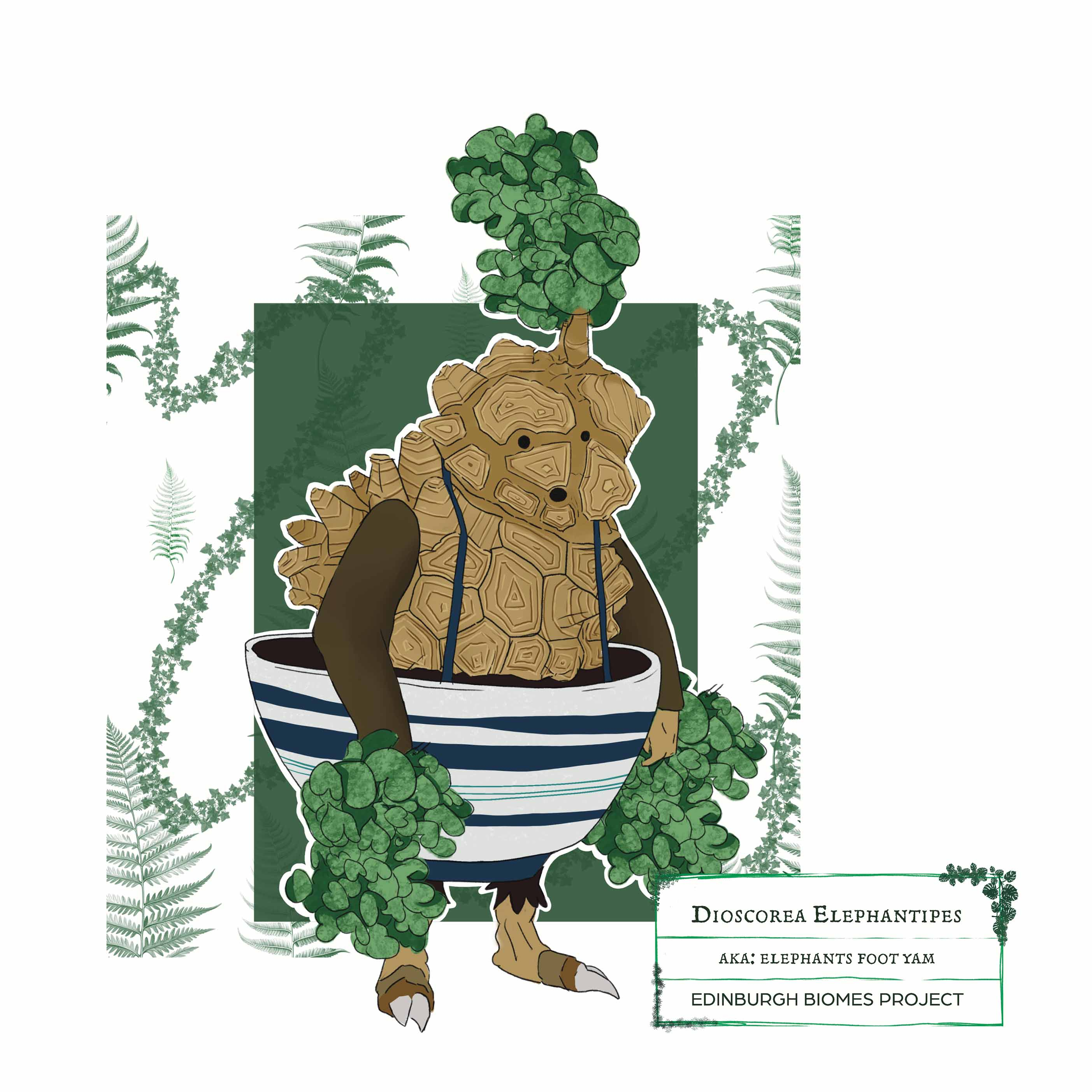 dioscorea illustration