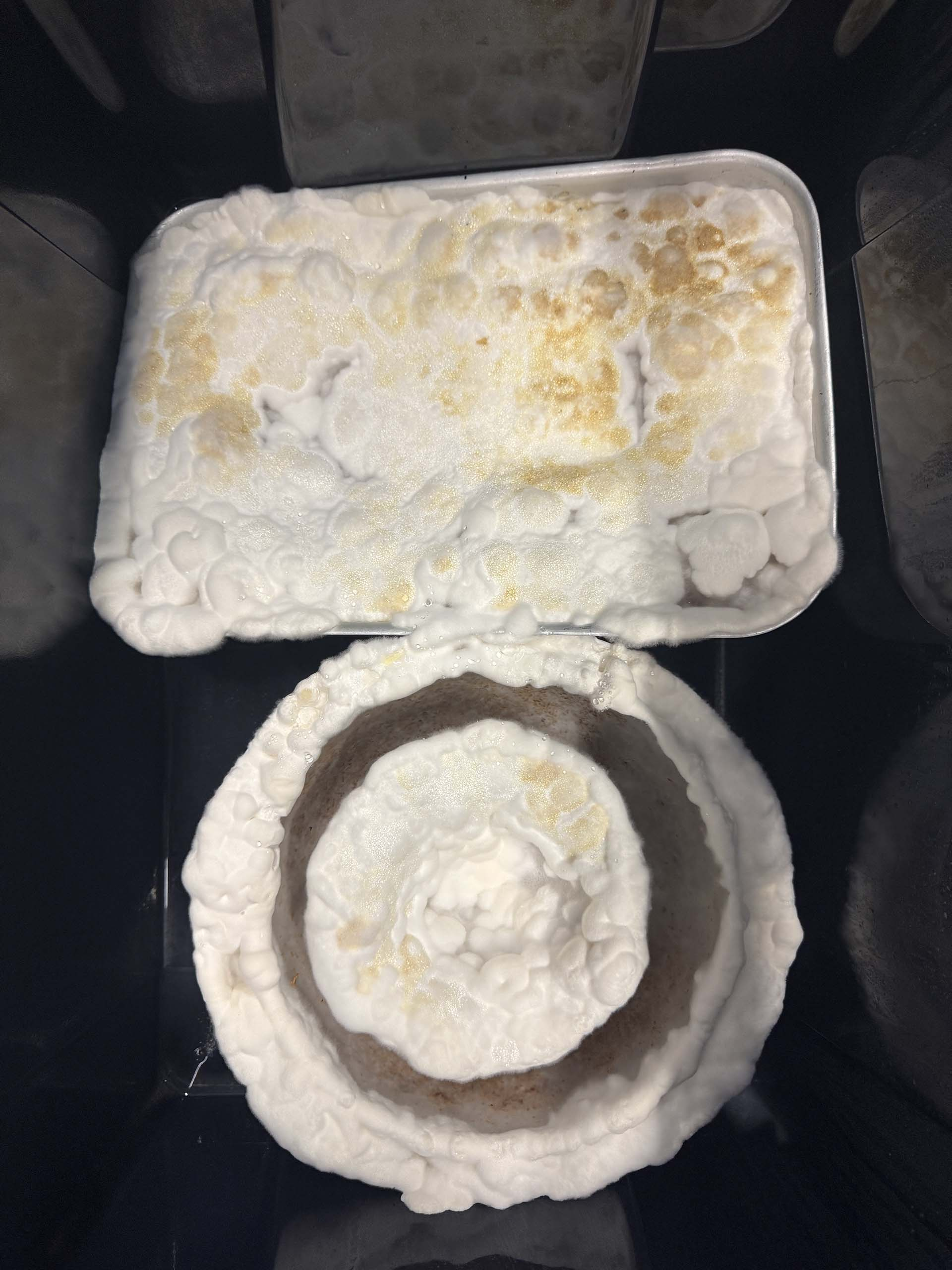 Mycelium mid-growth