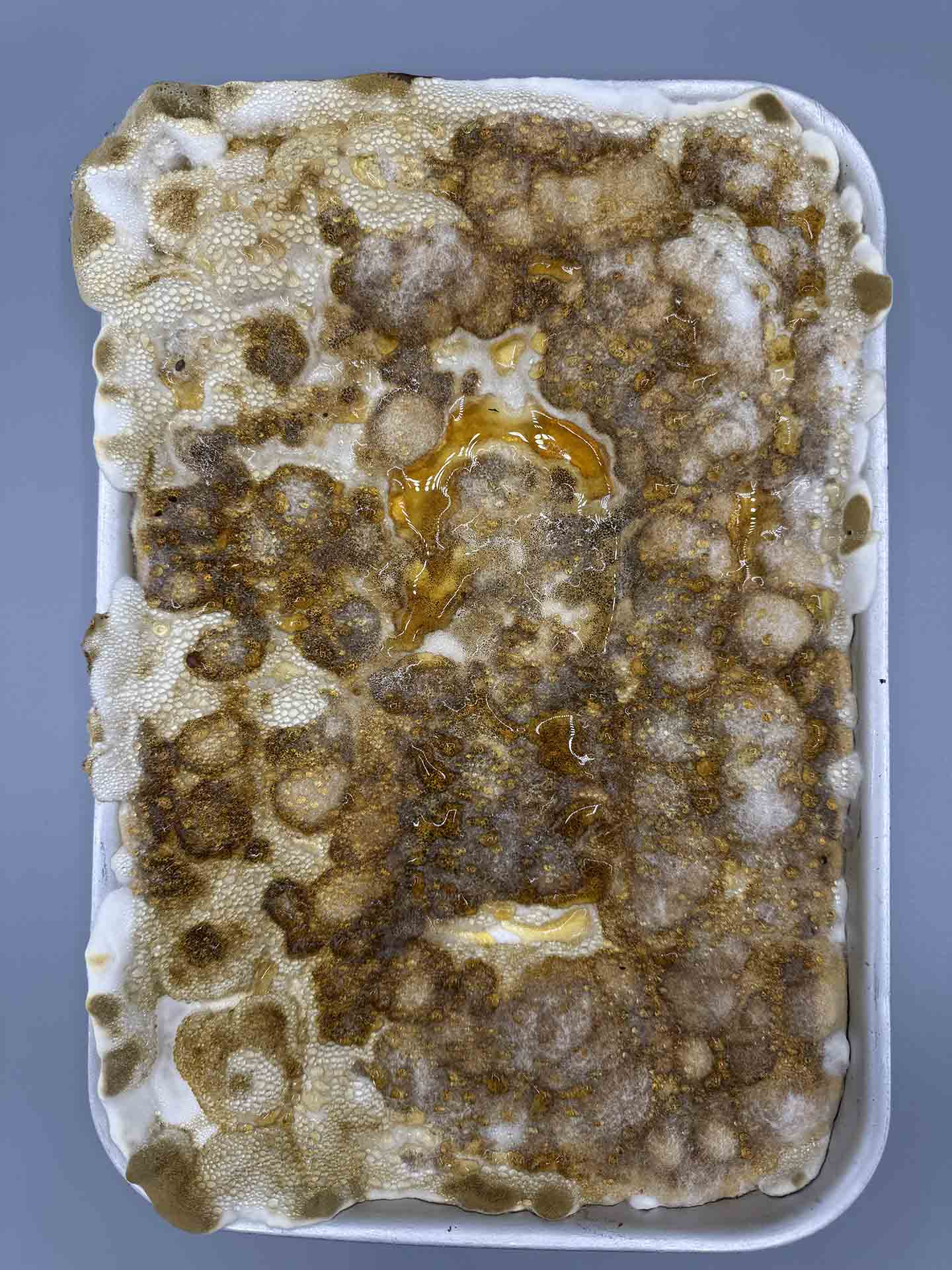A rectangle growth of mycelium