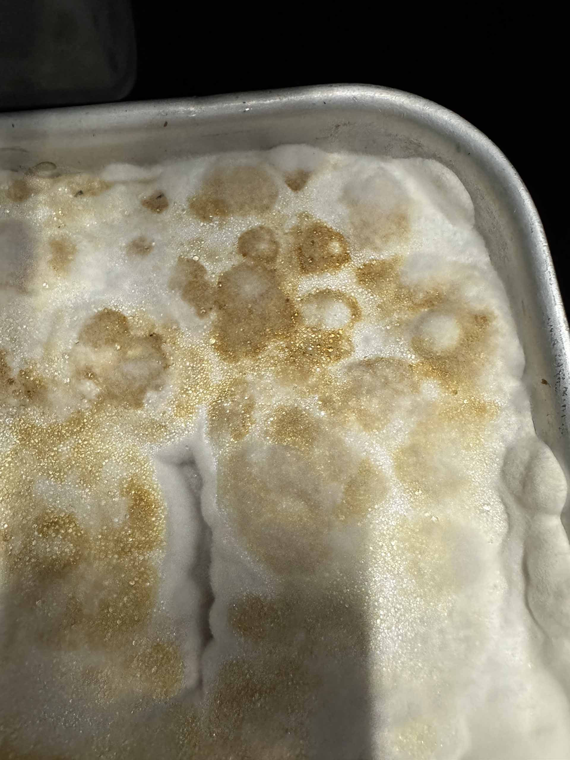 A close-up of the mycelium mid growth