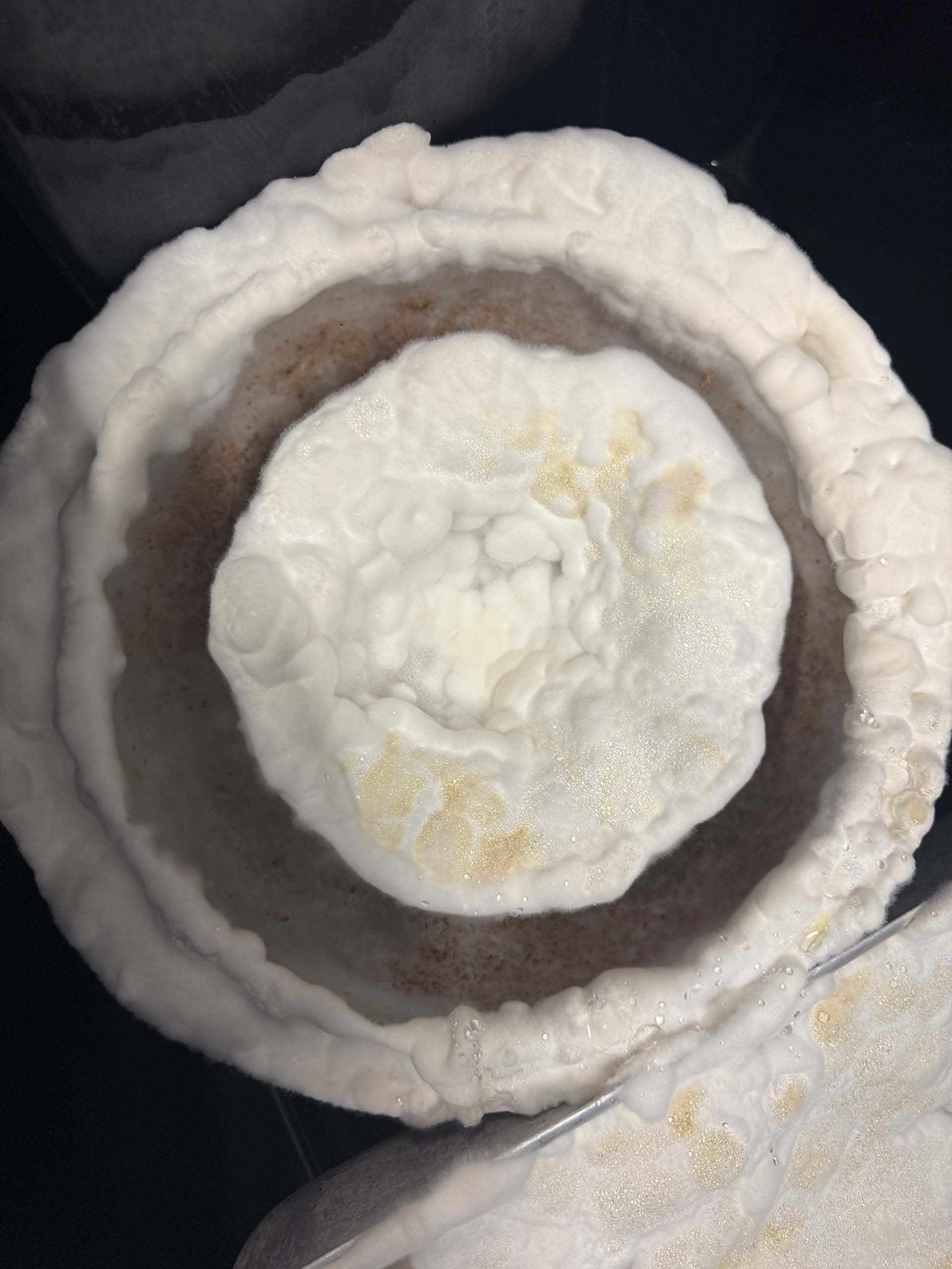 A close-up of the mycelium mid growth
