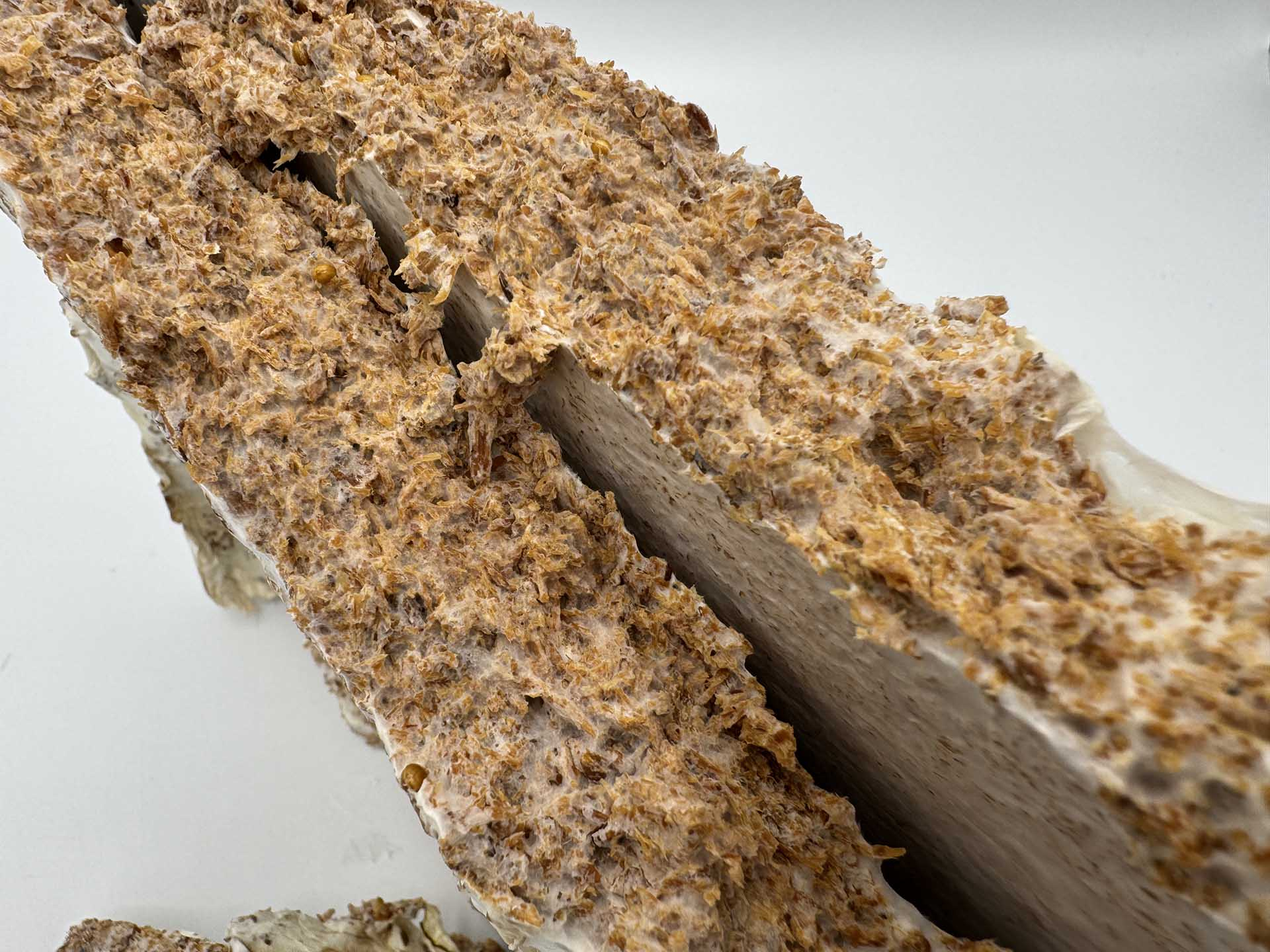A broken mycelium growth showing the root structure
