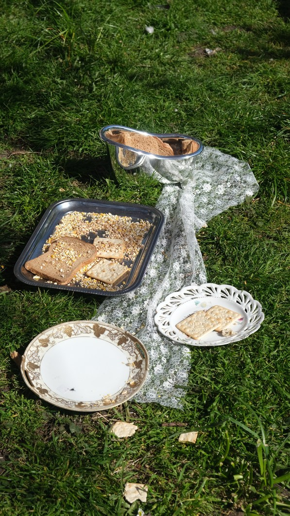 Macey Zhao, Pigeon Picnic