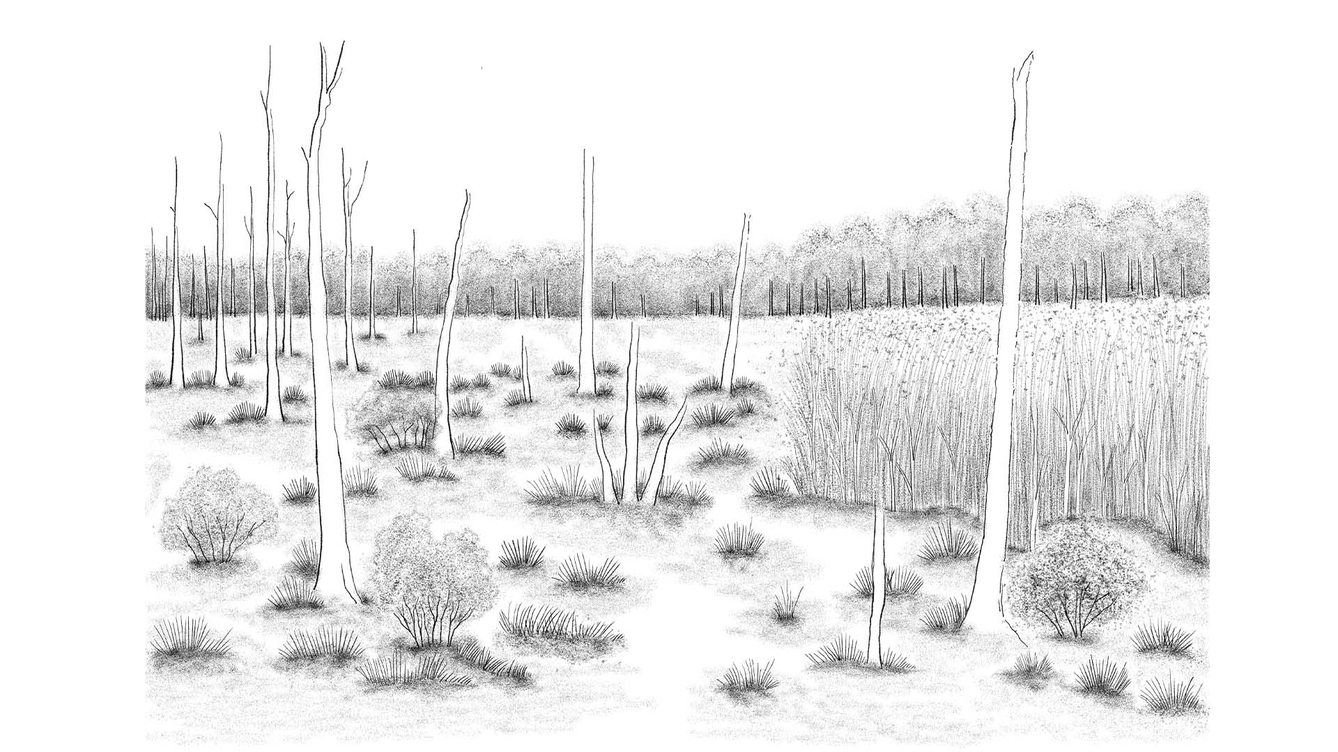 Future Scene of Salt Marsh & Woodland Ⅰ