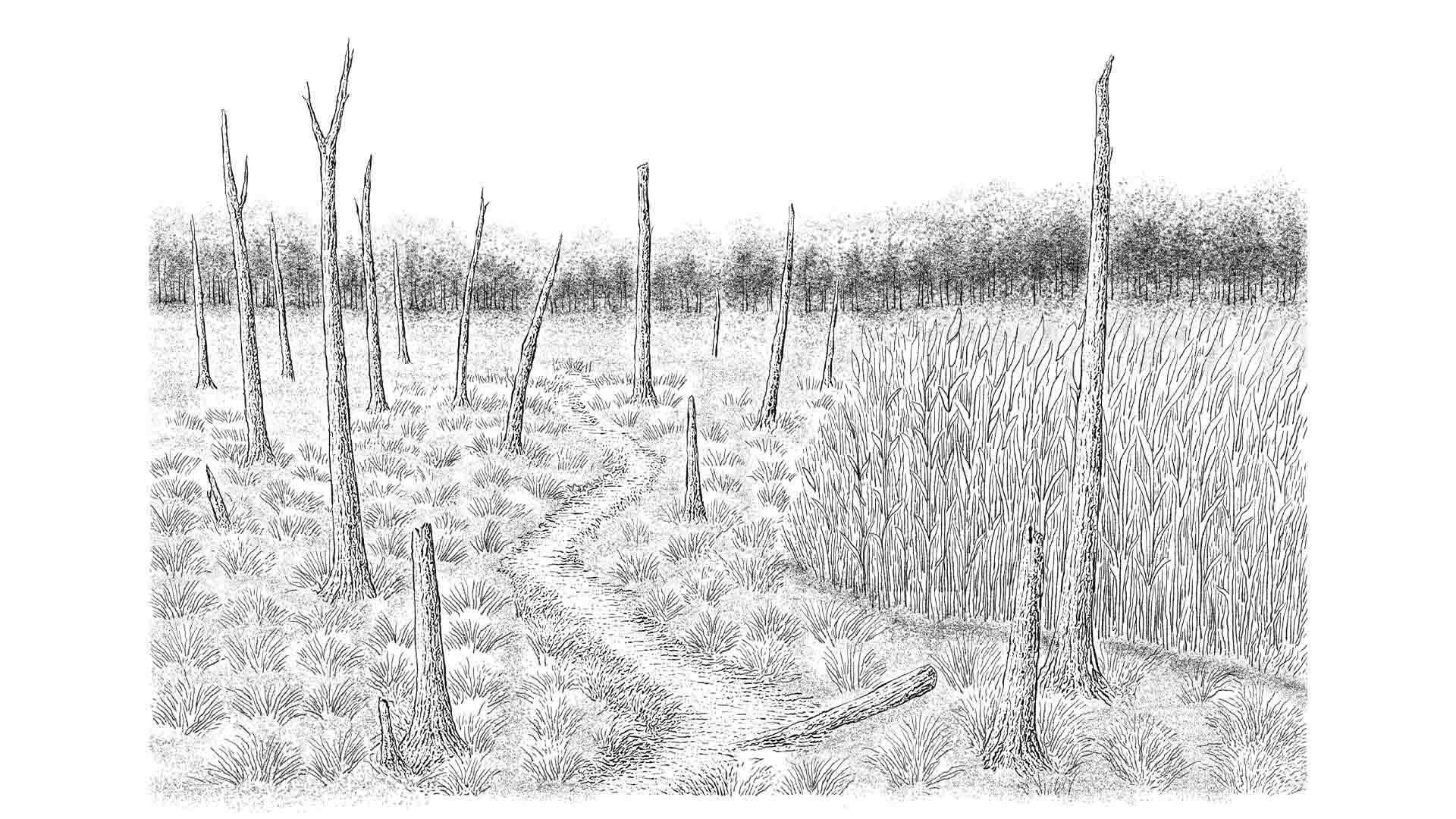 Future Scene of Salt Marsh & Woodland Ⅱ