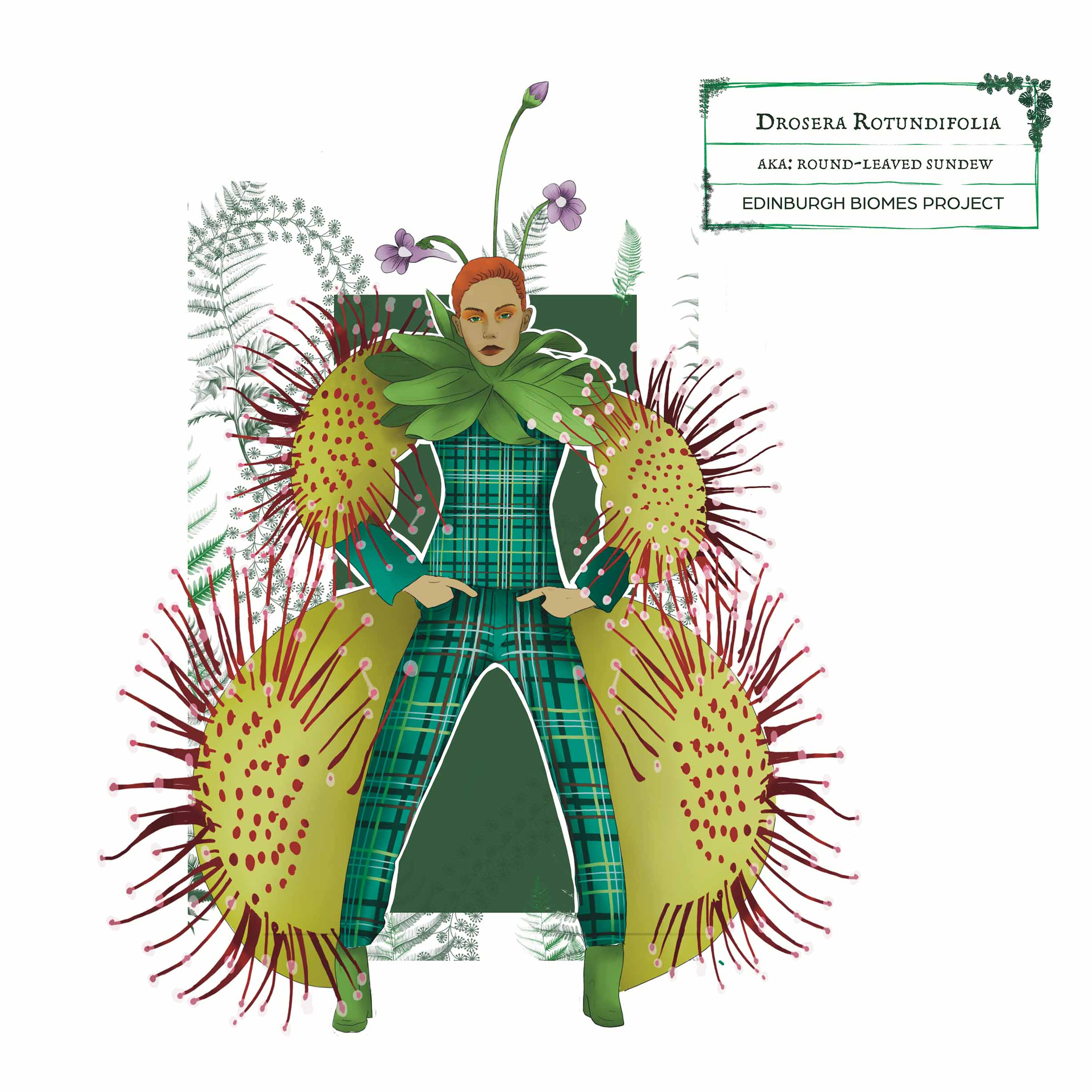 drosera illustration