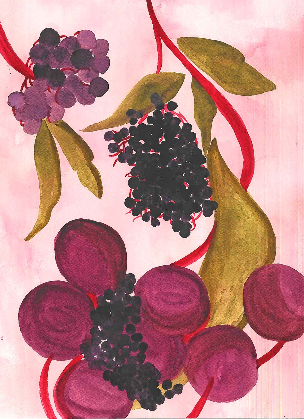 Elderberry painting, gouache and watercolour