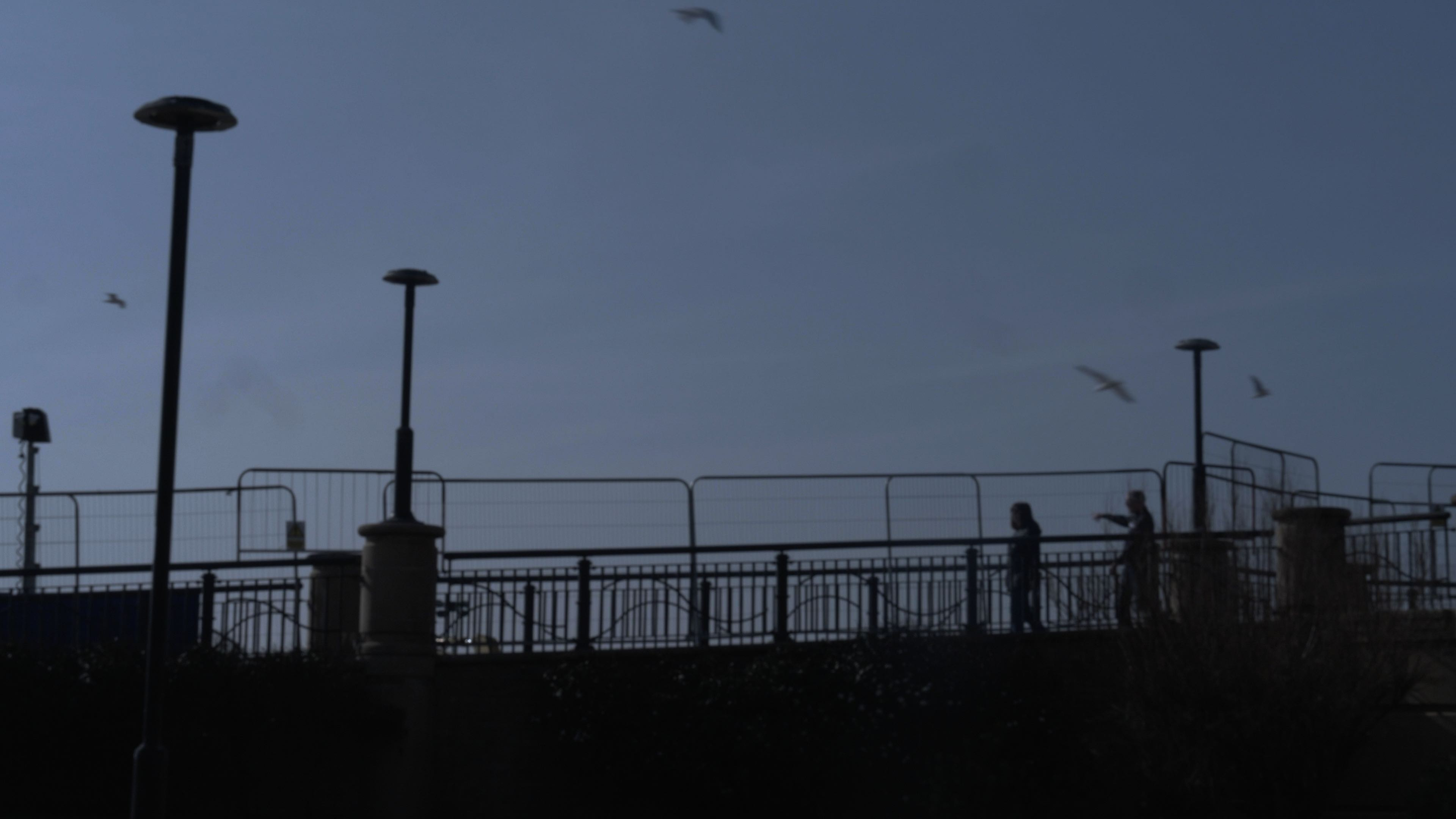 Seagulls fly over a bridge. Silhouettes of people point through a metal fence. 