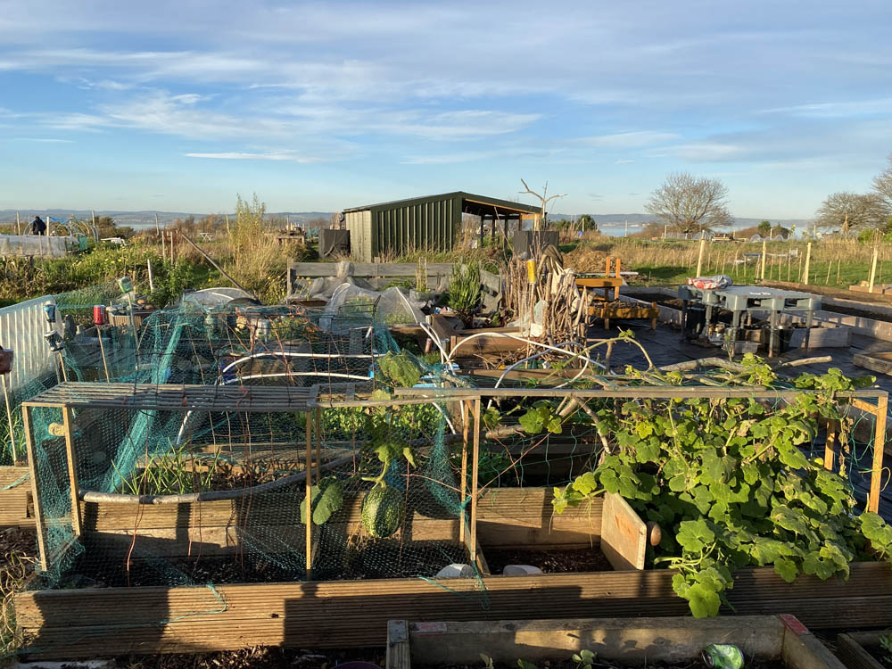 A photo of an allotment pavilion and vegetable patches
