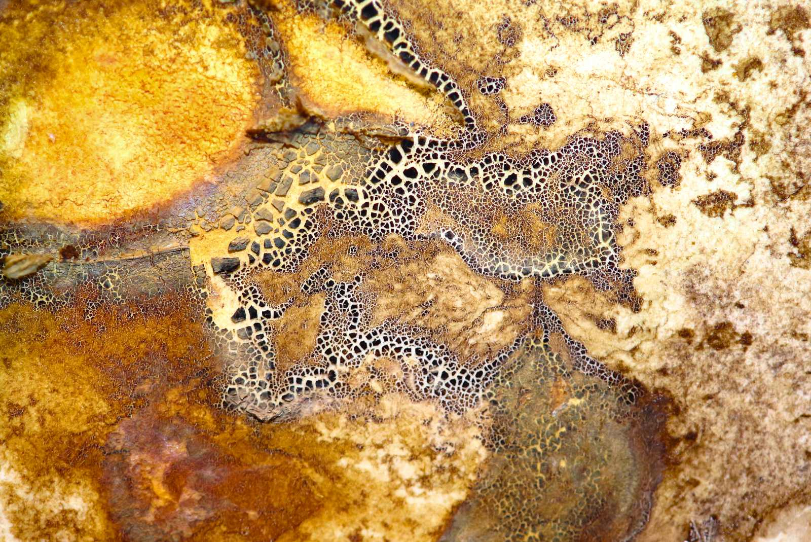 Macro photograph of natural ink on a painted surface. The image shows a close-up of warm ochre, yellow, rust brown, cream, and grey areas where the ink has dried into layered textures. Across the centre, pale crackled lines form a dense web-like pattern over darker gaps, surrounded by granular sediment, soft staining, and uneven tide marks. The surface appears highly textured, with areas of crystallisation, pigment separation, and dried organic residue.