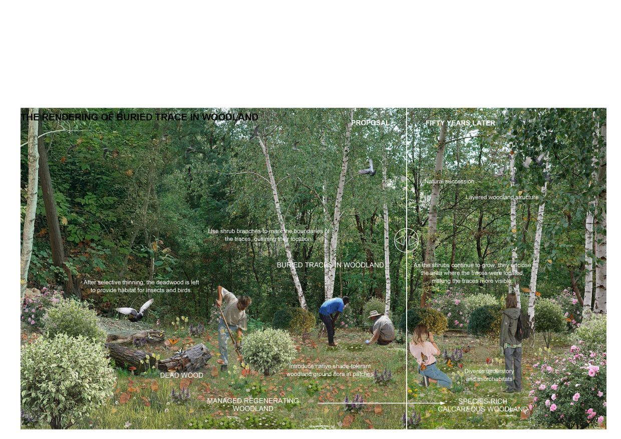 THE RENDERING OF BURIED TRACE IN WOODLAND