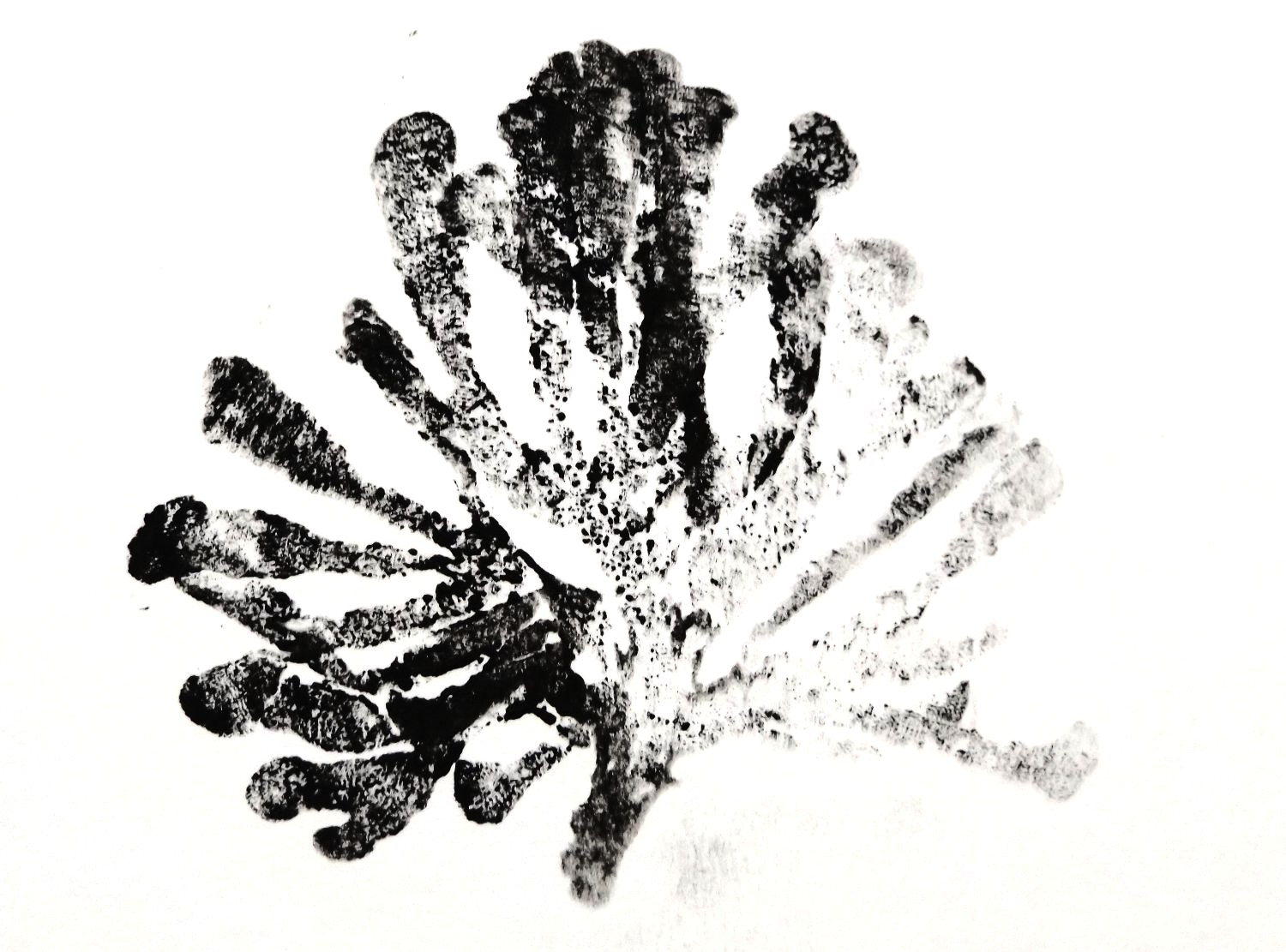 Seaweed photography