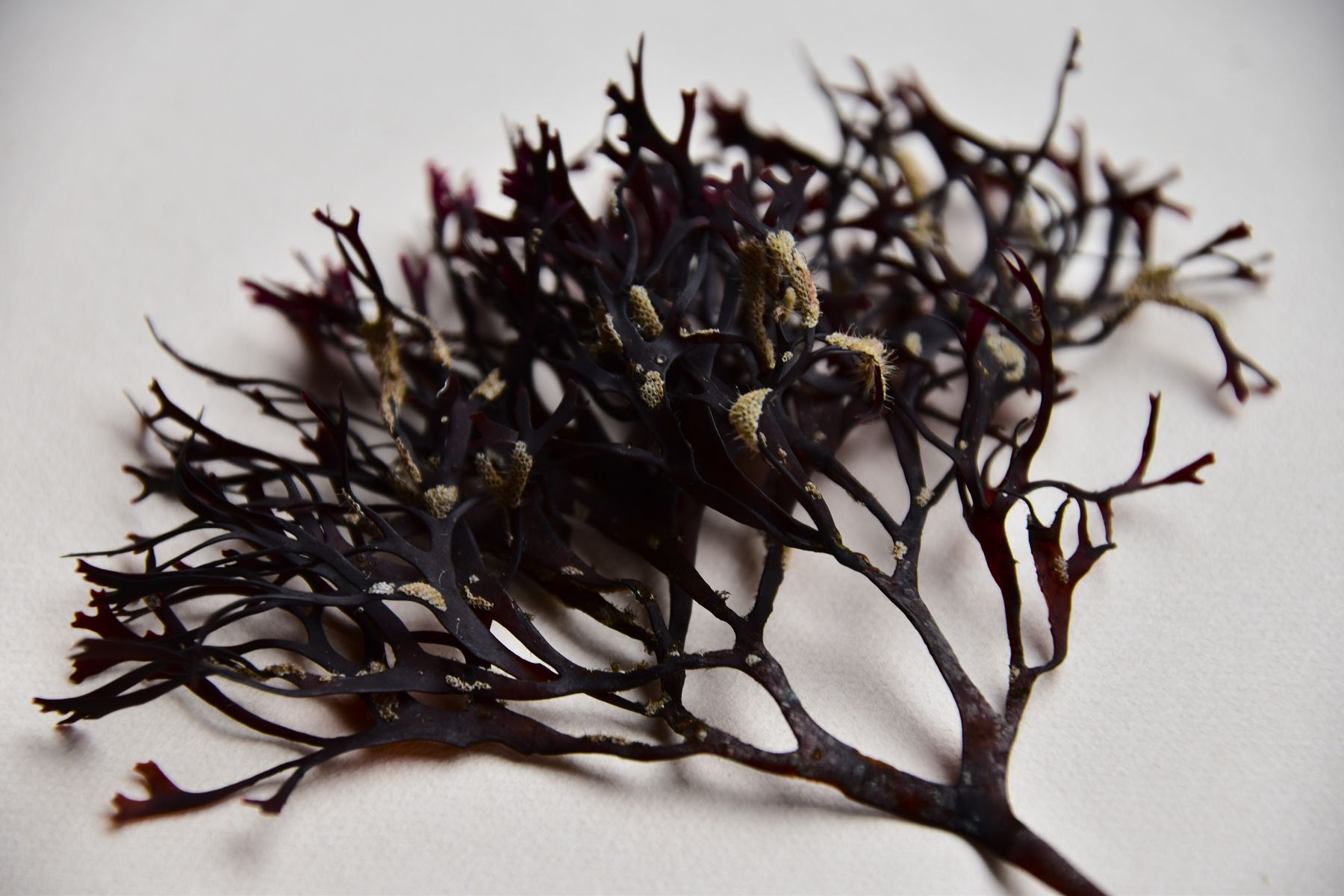 Seaweed photography
