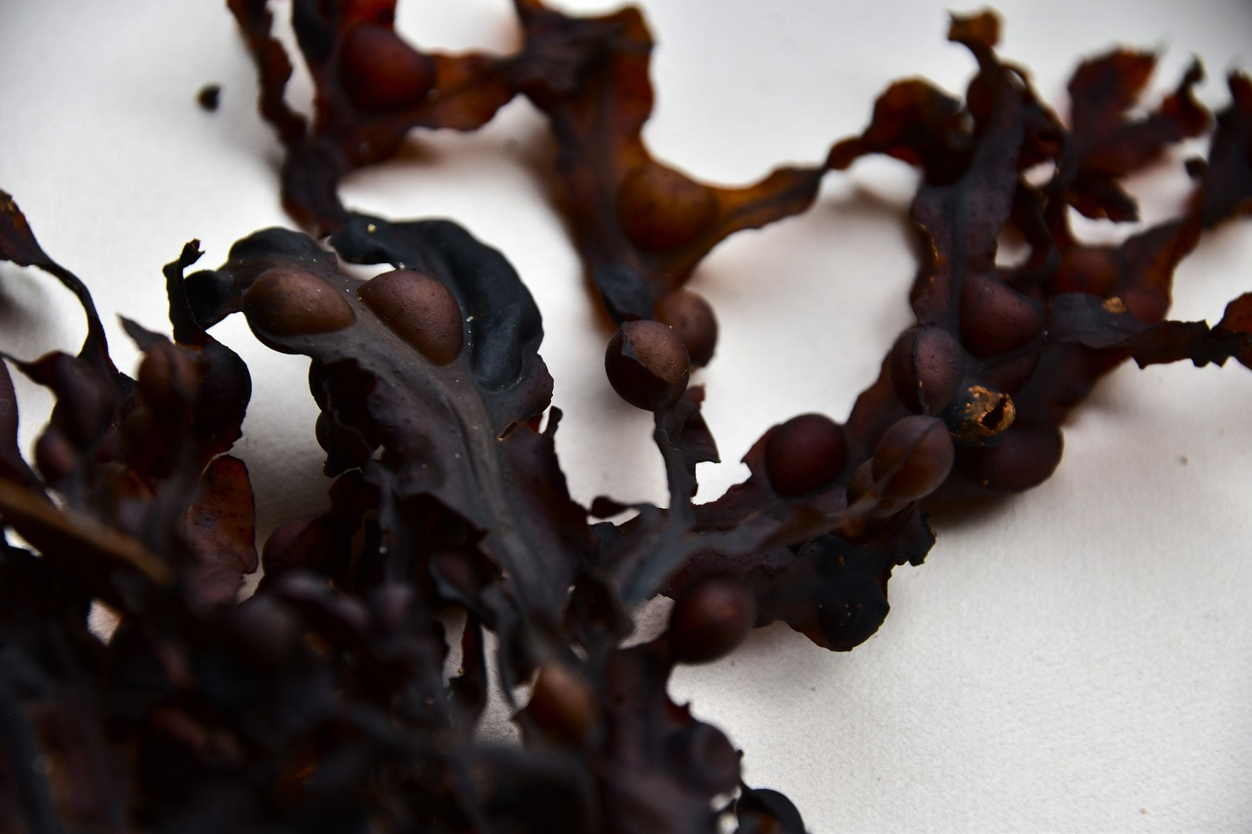 Seaweed photography