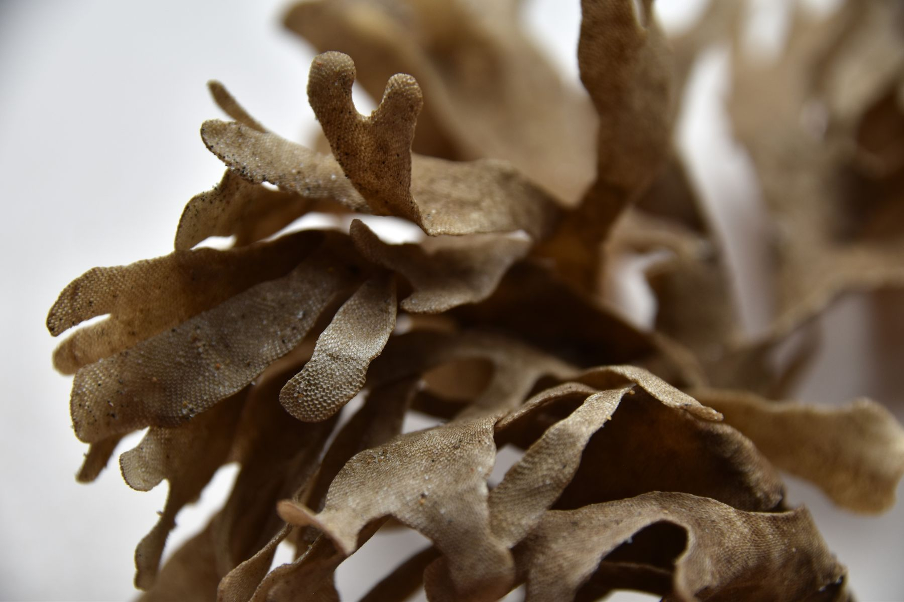 Seaweed photography
