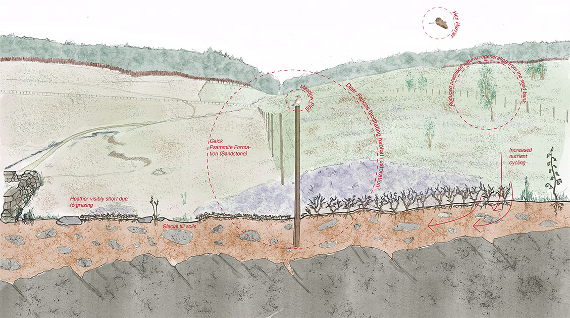 Section looking at the effects of a deer fence on plant and habitat composition
