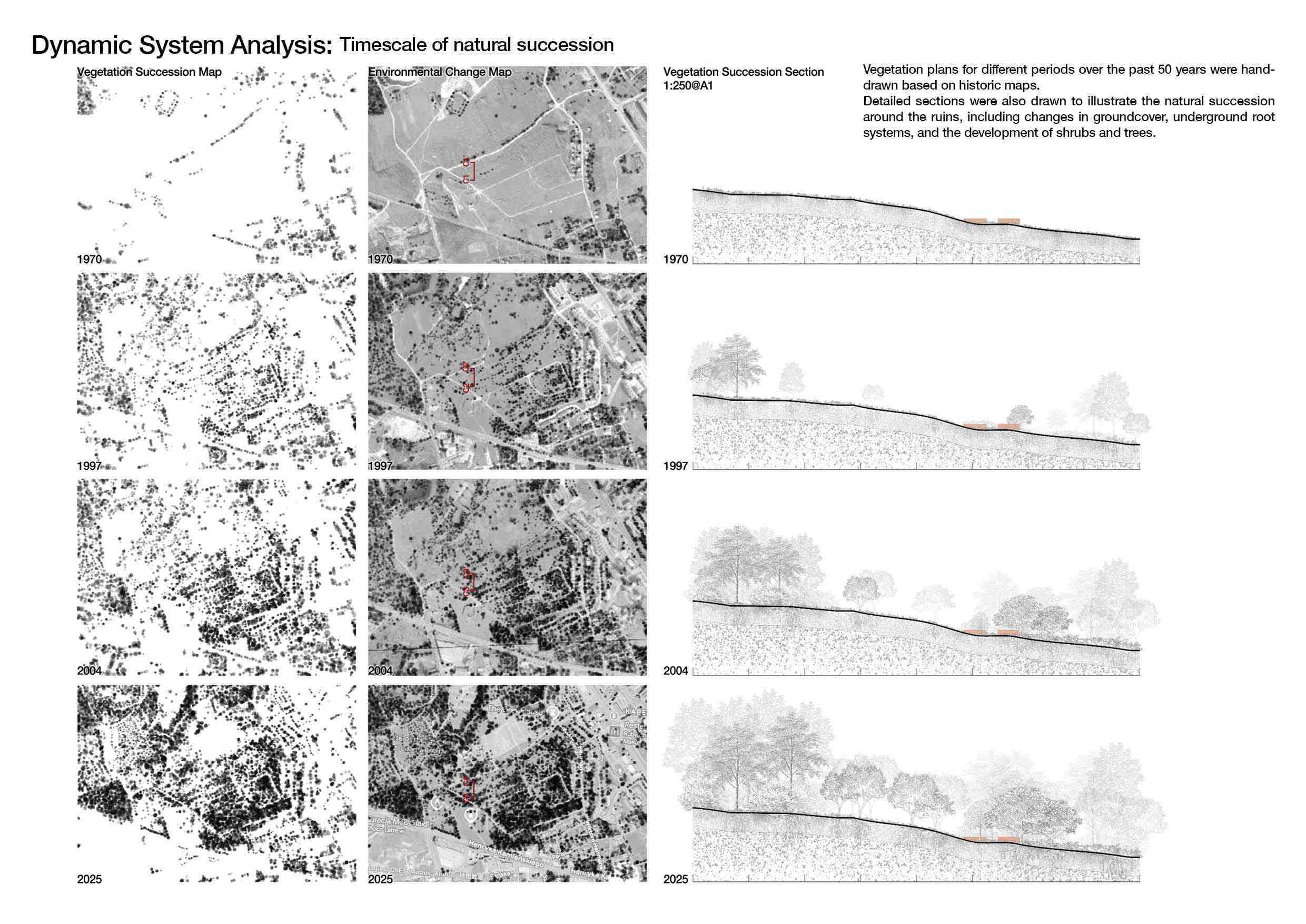 Dynamic System Analysis: Timescale of natural succession