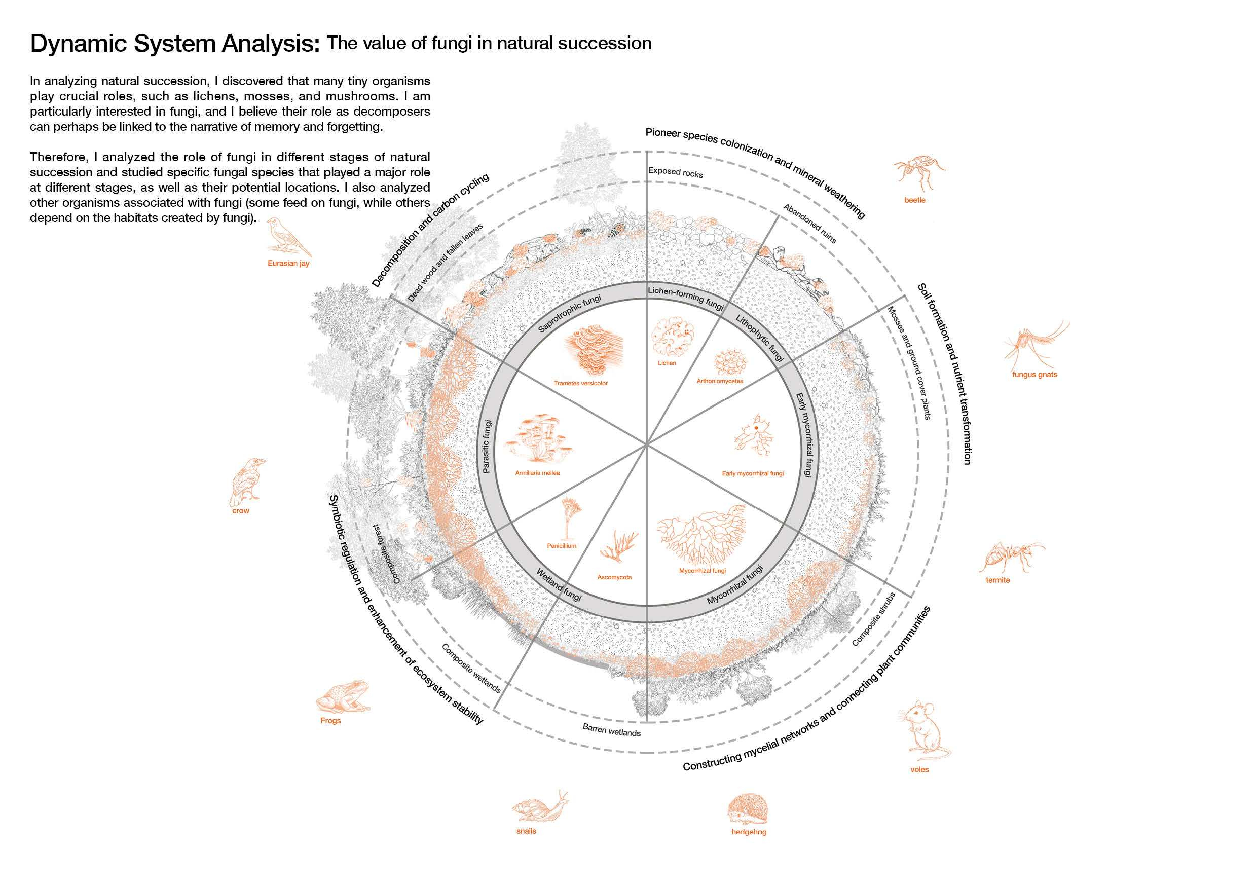 Dynamic System Analysis: The value of fungi in natural succession