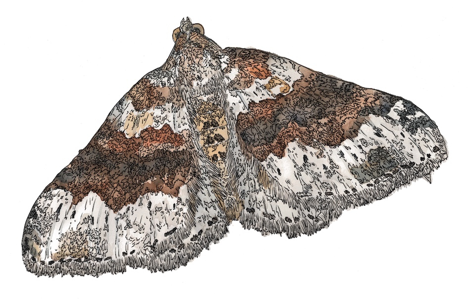 Epirrhoe galiata (Galium Carpet Moth) watercolour 