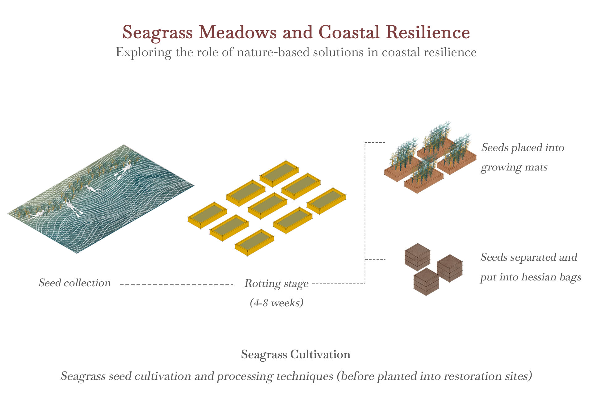 EGRC, seagrass cultivation process
