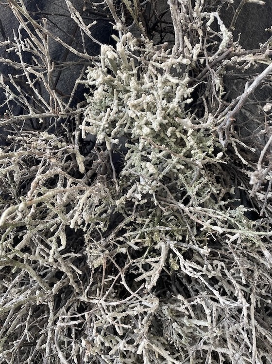 calcium sulphate deposits on Blackthorn branches 