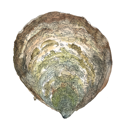 Ostrea edulis (Native Oyster) Watercolour