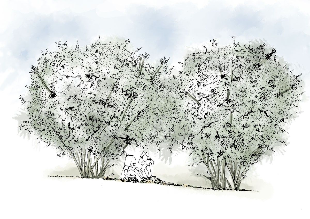 Risky play zone - view of children playing under Hazel trees