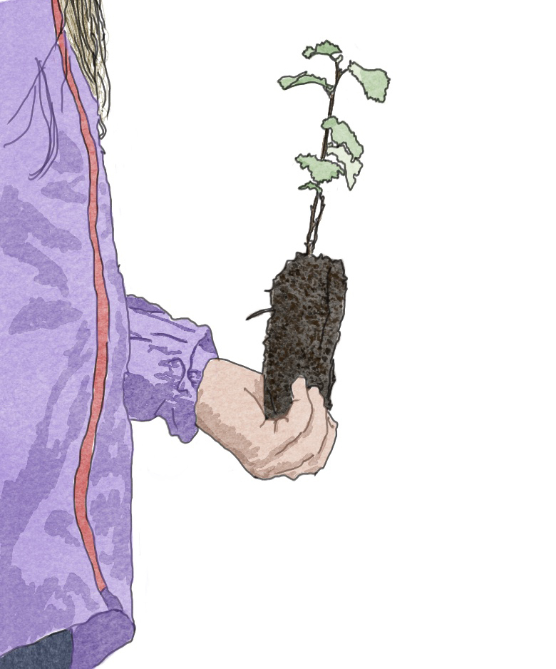 Tree Seedling