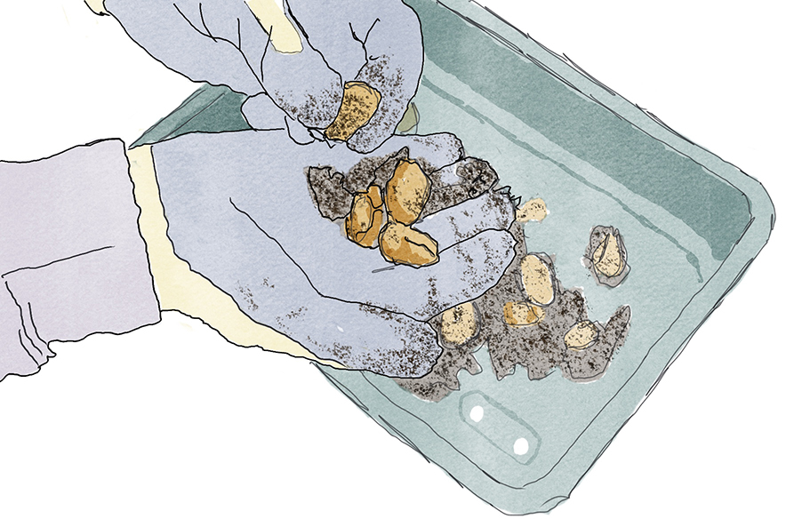 Sorting seeds
