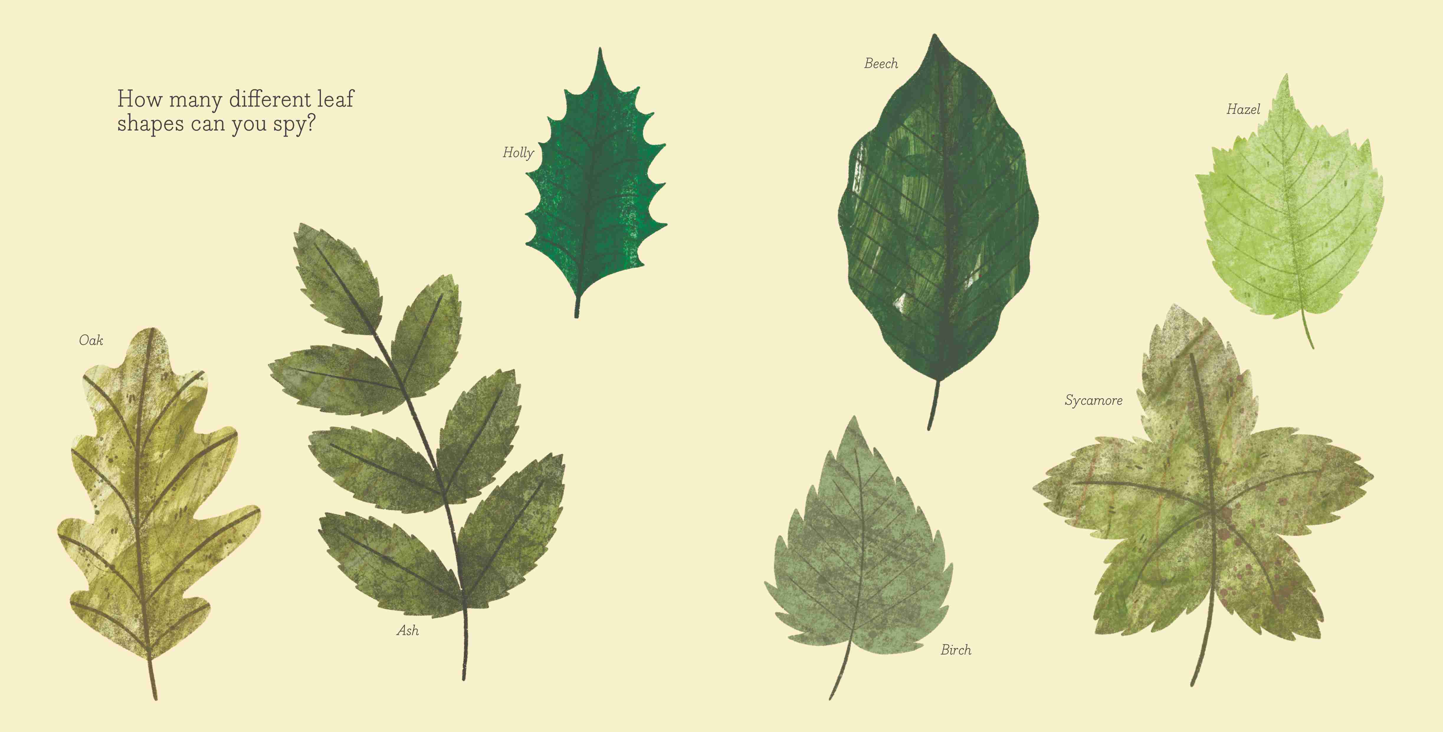 Illustration showing different types of leaves.