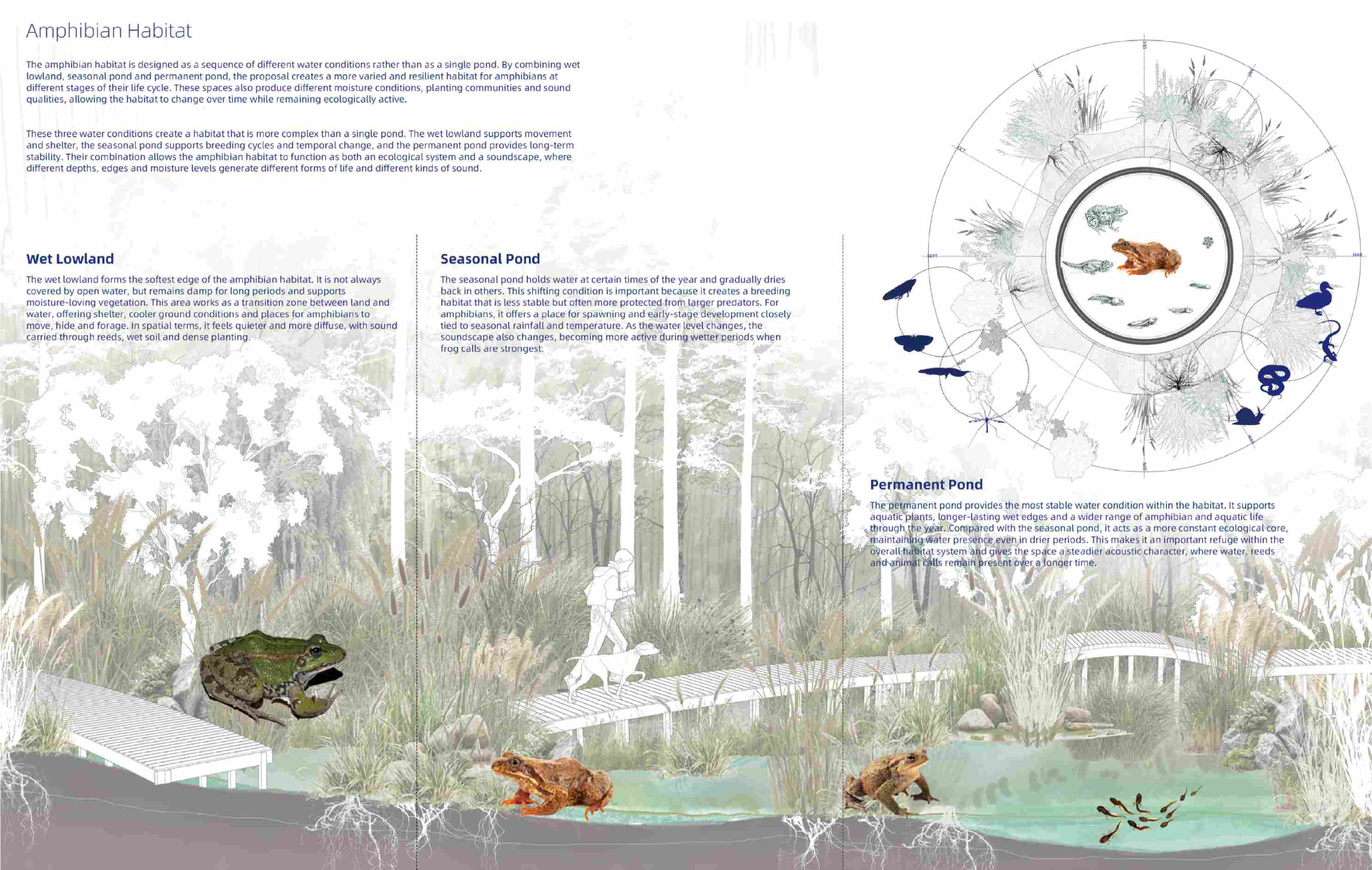 Amphibian habitat strategy showing how wet lowland, seasonal pond and permanent pond conditions create a varied breeding, shelter and movement network for frogs, toads and other wetland life.