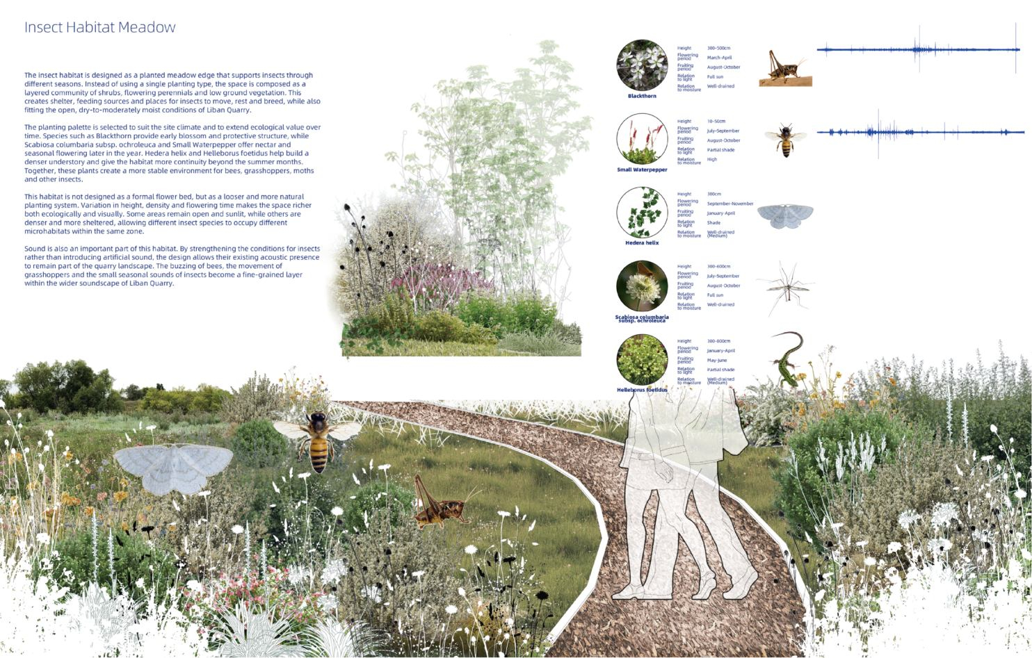 Insect habitat meadow showing how layered shrubs, flowering perennials, dry grassland planting and softer path materials create shelter, food sources and a quieter acoustic setting for bees, grasshoppers, moths and other insects.