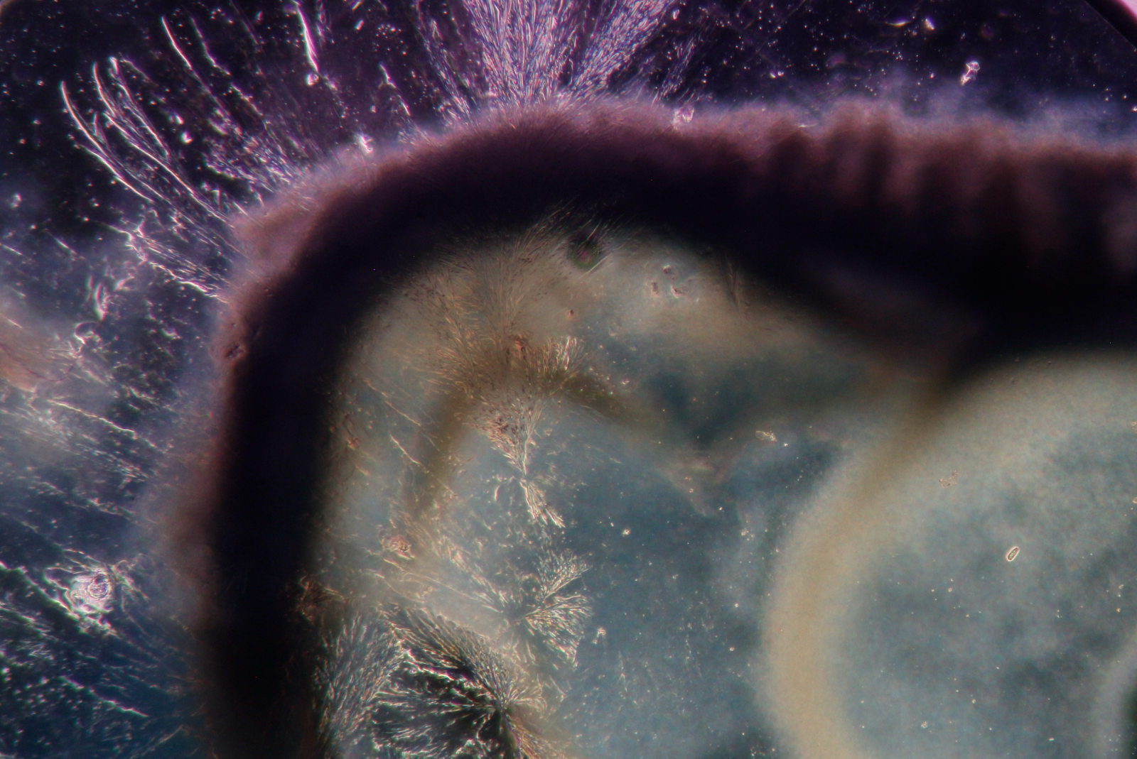 Dark-field microscope image of red cabbage ink reacting with lye. The image shows a close-up of translucent blue, green, and pale cream areas crossed by a thick dark purple-black curved band. Around the edges, fine bright crystalline structures spread outward like frost or branching feathers against a dark background. Small reflective particles and specks are scattered across the image, showing the ink’s chemical reaction and crystallisation at microscopic scale.