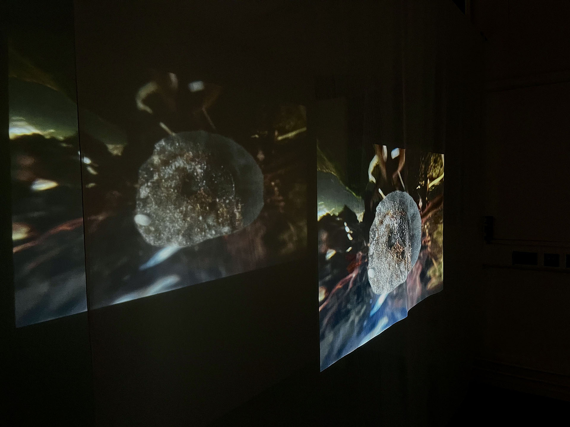 Photograph of projected film in dark room showing a stone and seaweed underwater.