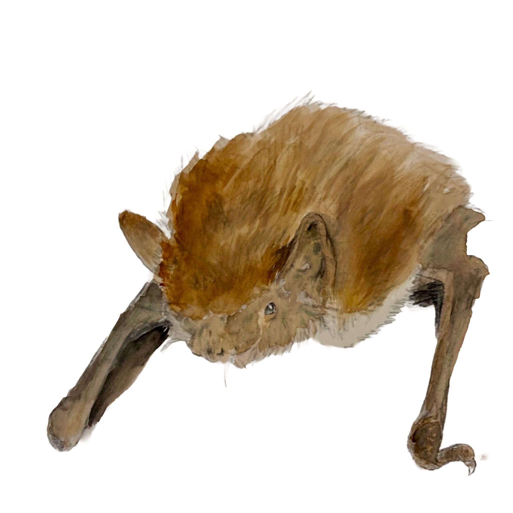 Leisler's bat