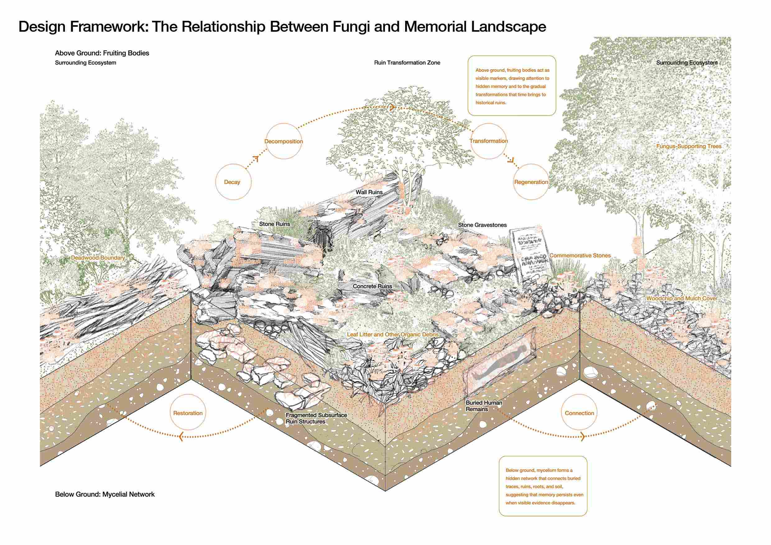 The analysis phase adopted a dynamic systems perspective, studying the site's historical changes across three different timescales: Geological Timescale: Dynamic Changes in Soil Structure, 50-Year Timescale: Vegetation Change, and Annual Timescale: Seasonal Changes in Light and Moisture. Through these multi-timescale analyses, I was able to gain a more comprehensive understanding of the site's current state and its historical context.  In studying the site's ecological changes, I further discovered that fun