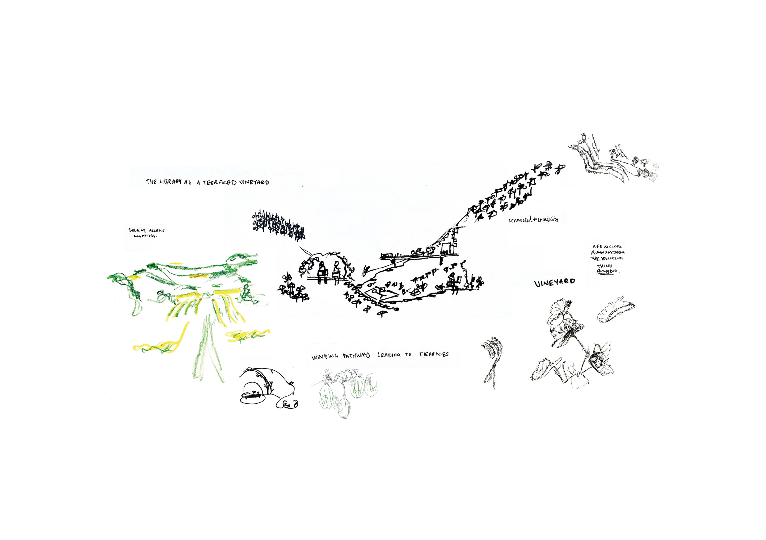 The Library as a Terraced Vineyard Concept Development