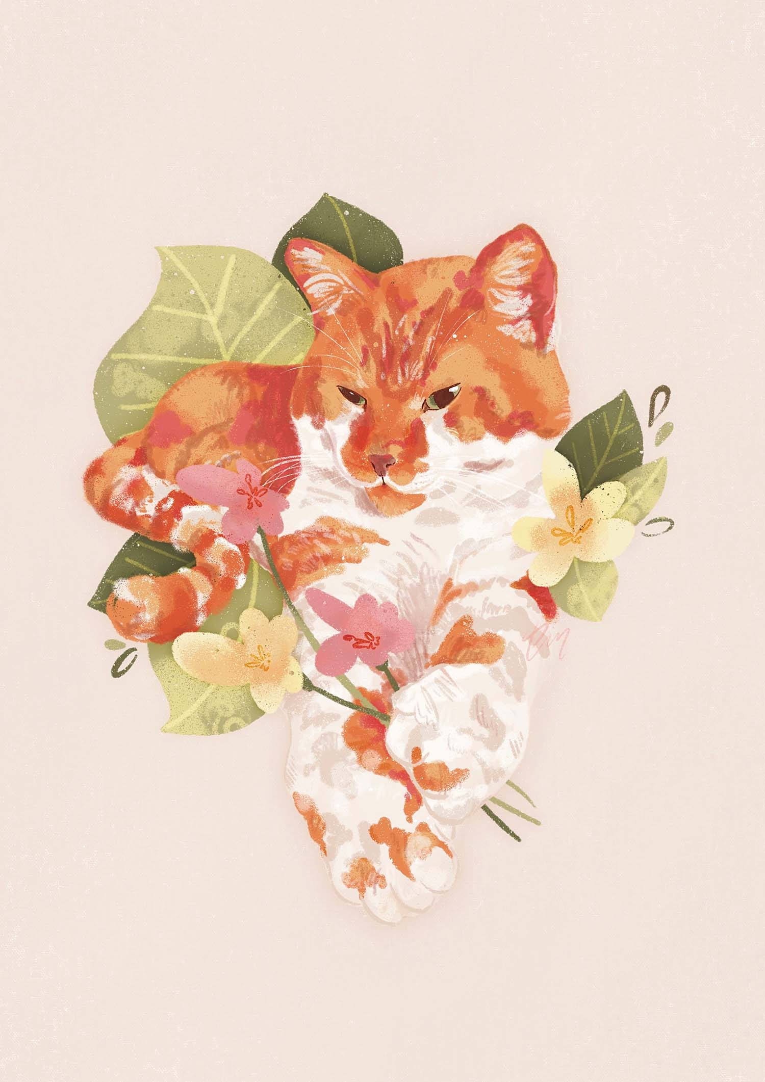 Orange Cat