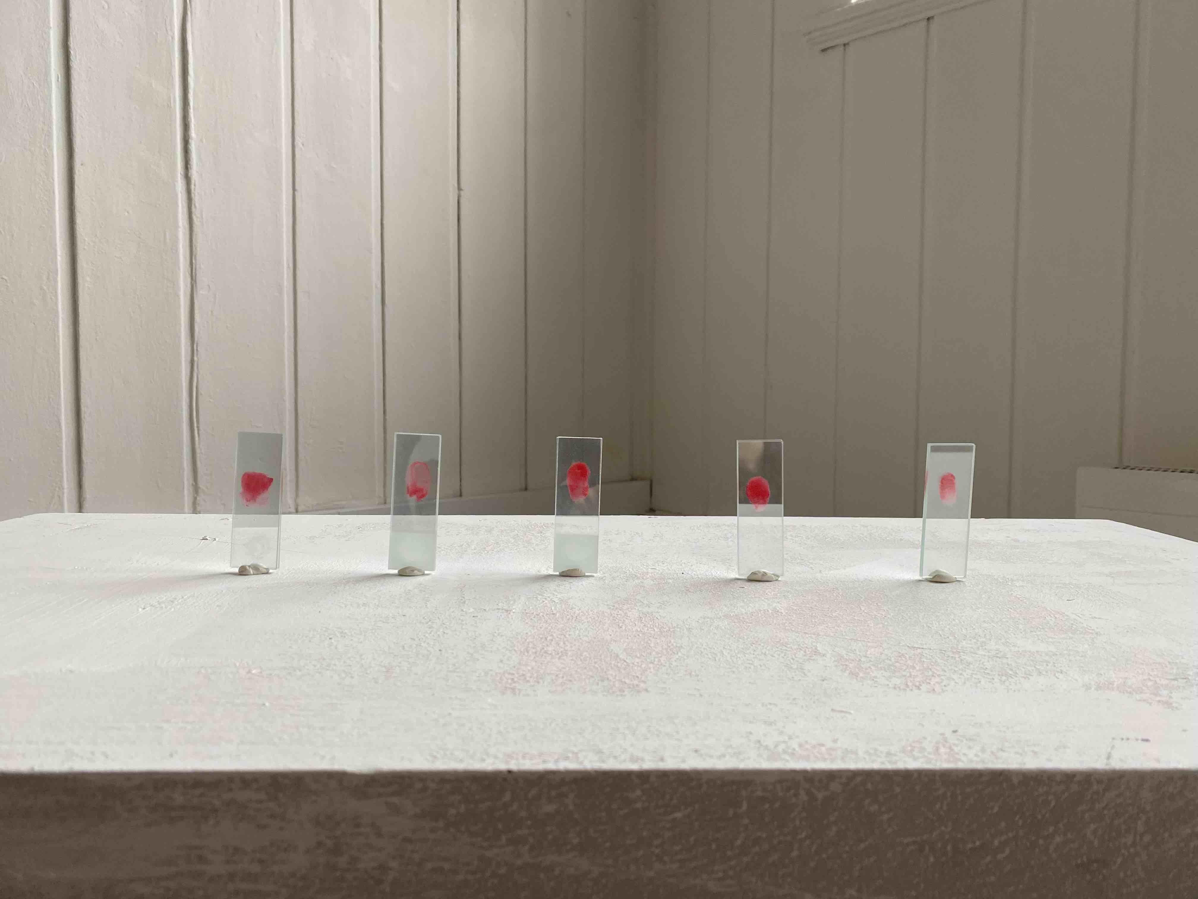 Five fingerprints each on singular microscope slides, installed standing upright on plinth.