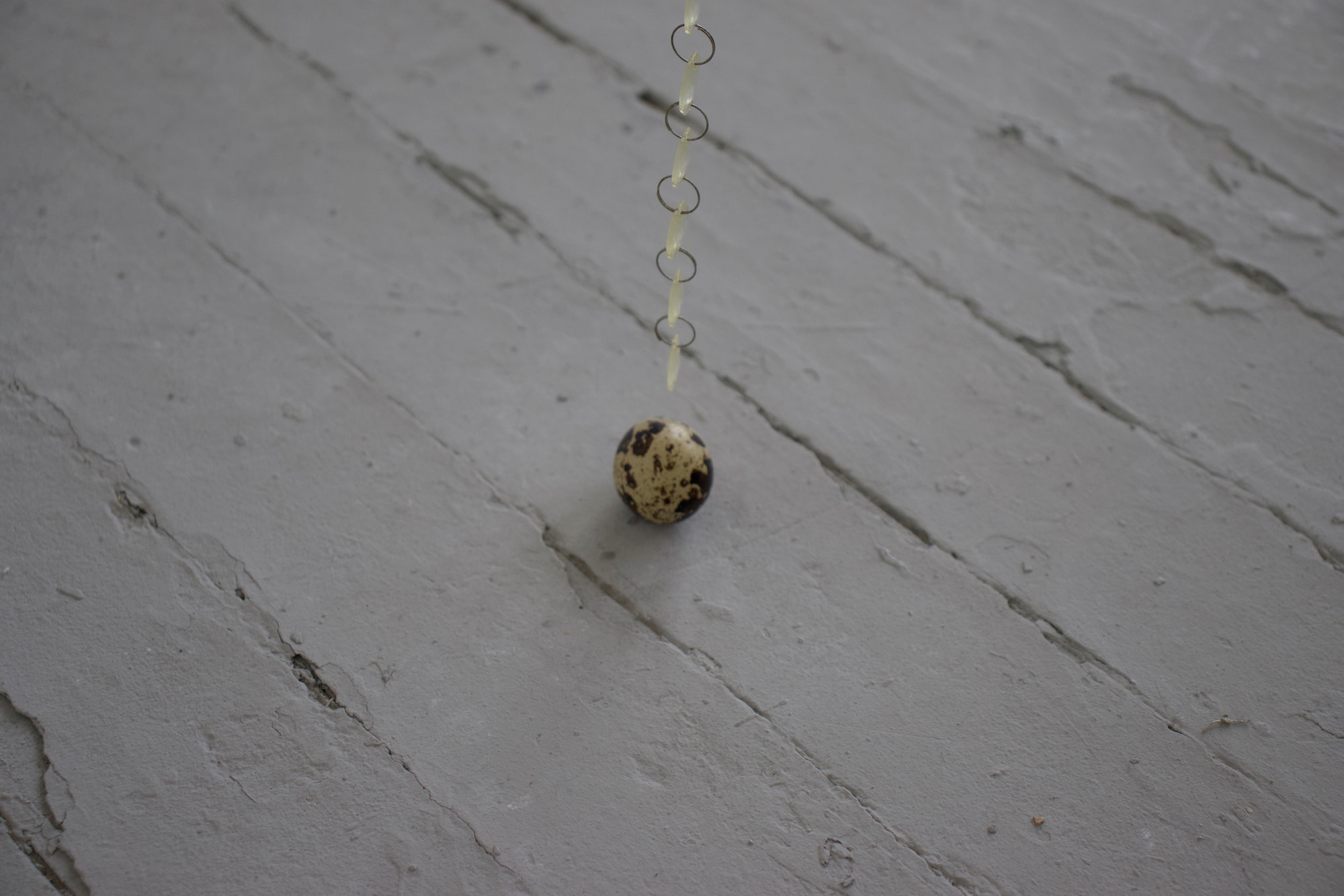 A quail egg on the ground