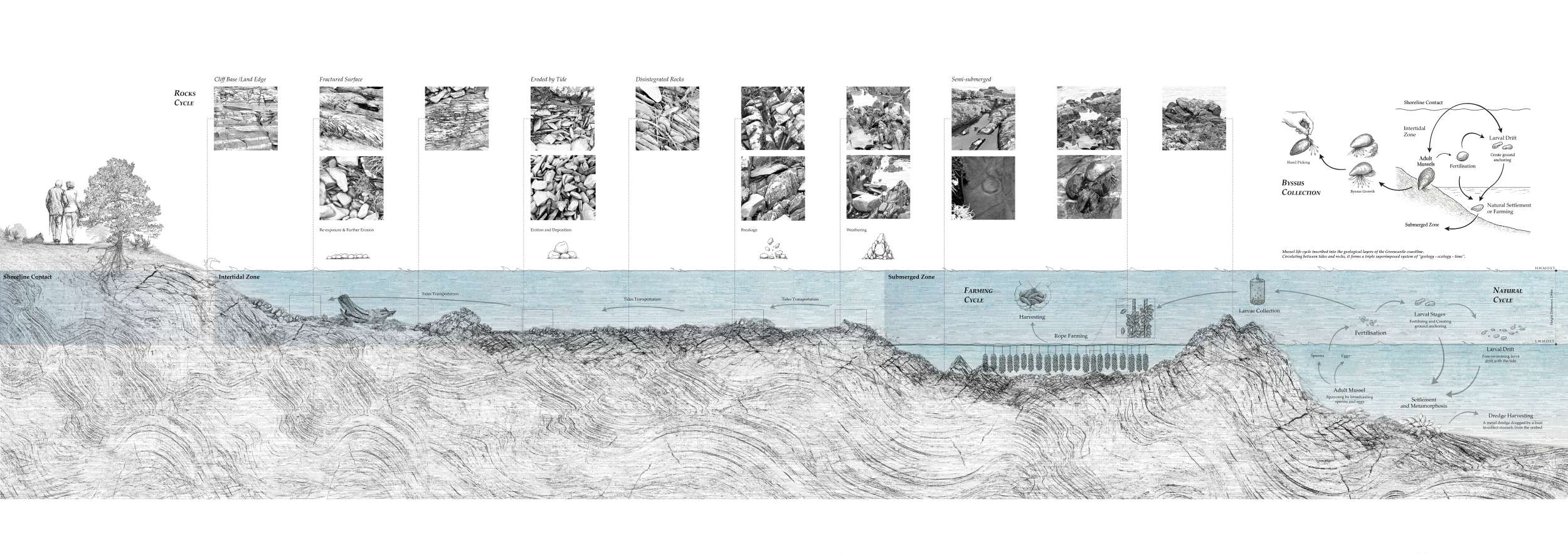 Geology and Mussels Between the Tides