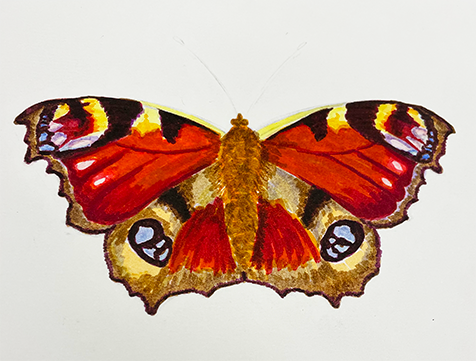 Peacock_4