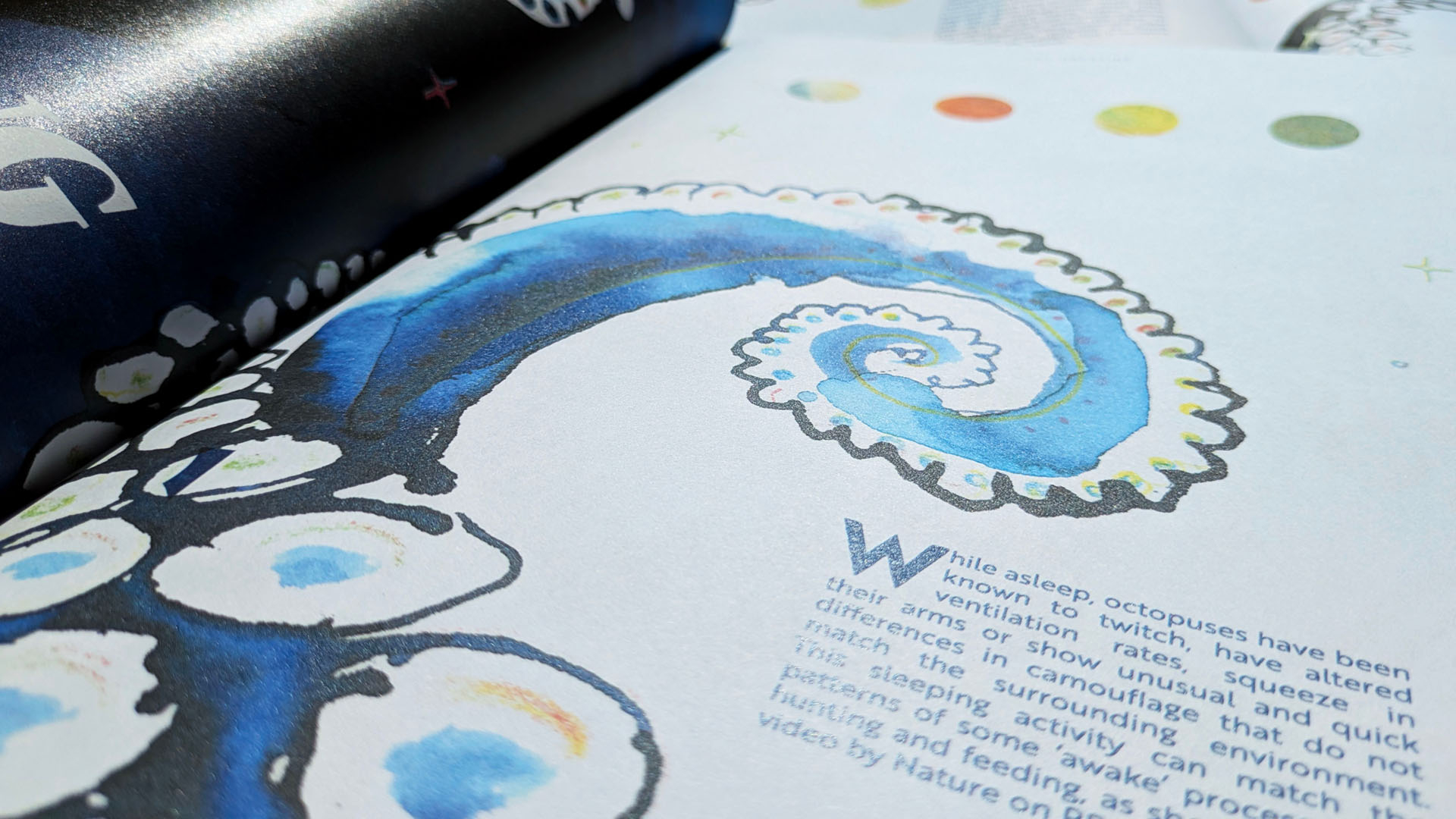 Close-up of octopus article