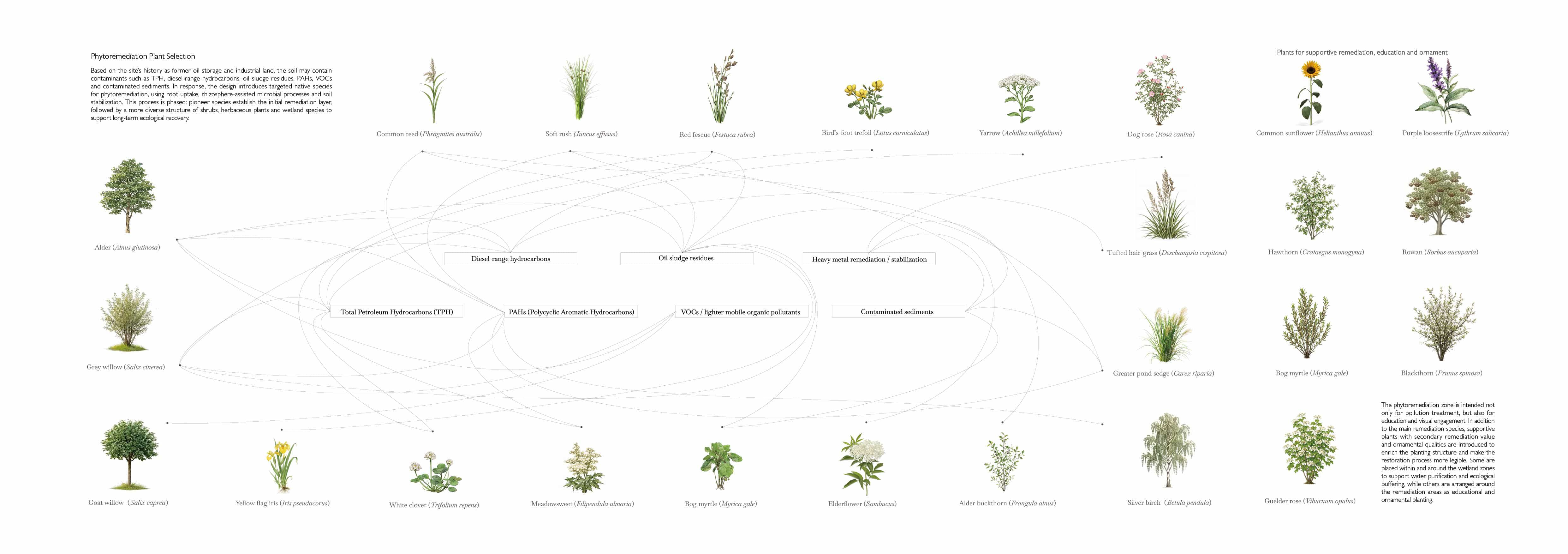 PLANTS